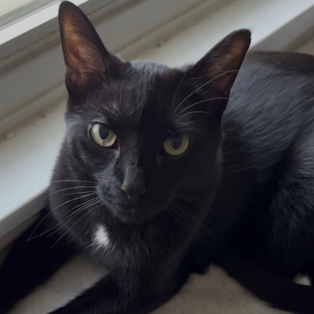 Ventura, a Adoptable Domestic Short Hair in Long Beach, CA image 4/6