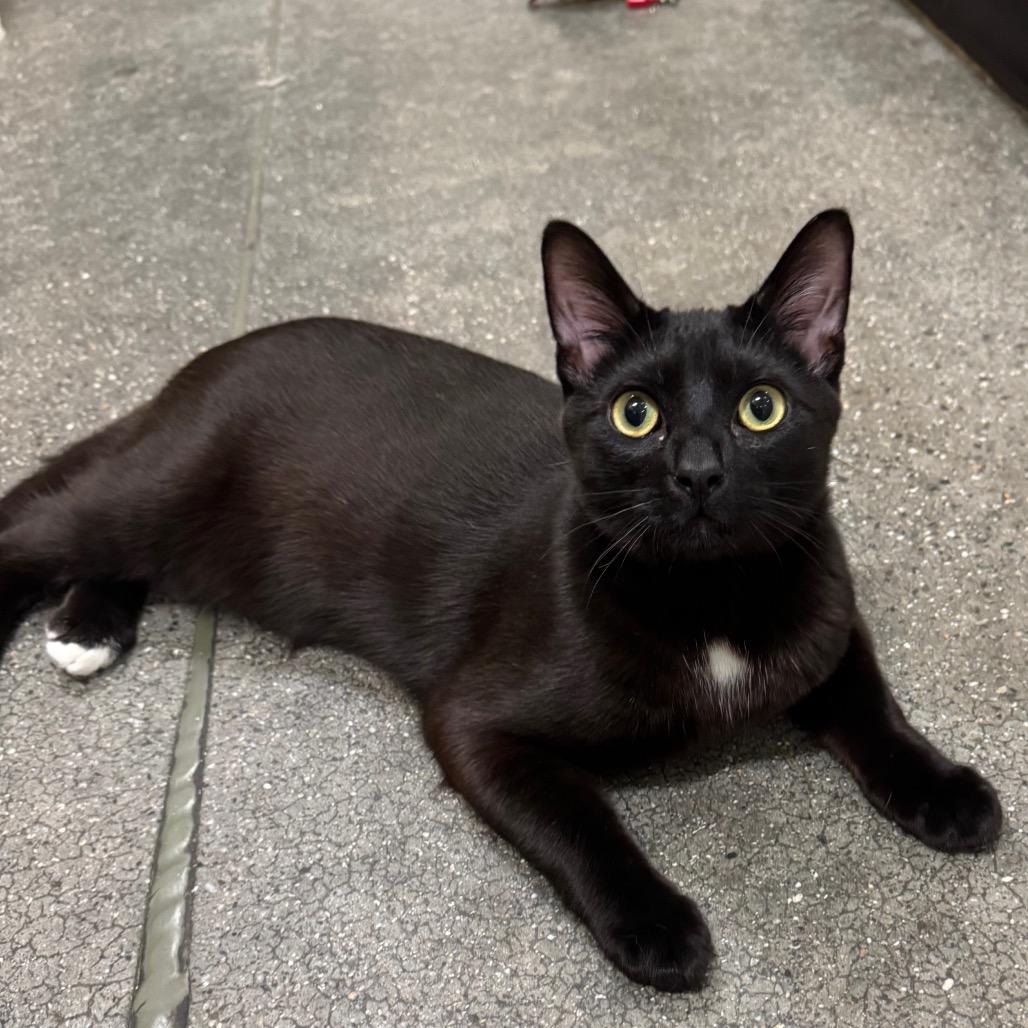 Enlarge Ventura, a Adoptable Domestic Short Hair in Long Beach, CA image 3/6