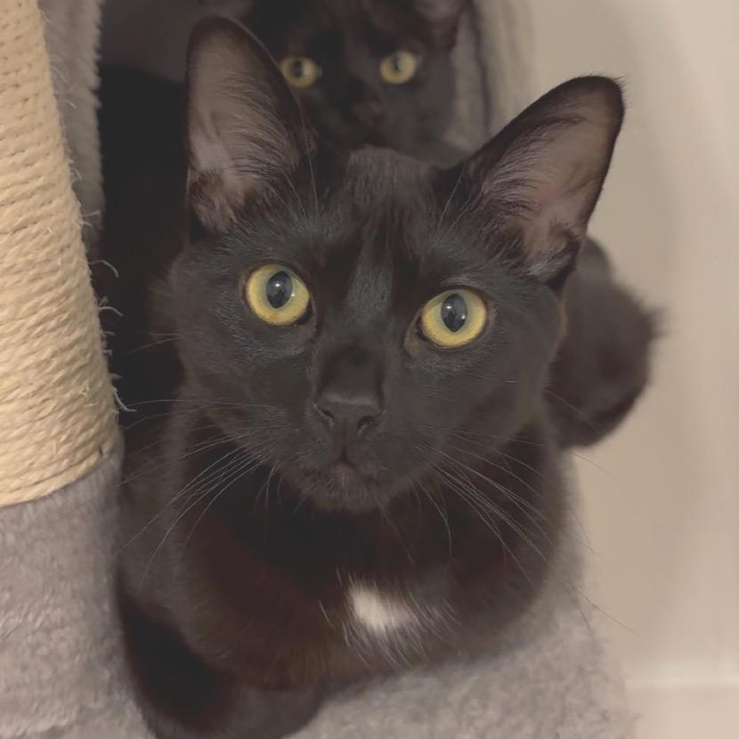 Enlarge Ventura, a Adoptable Domestic Short Hair in Long Beach, CA image 4/6