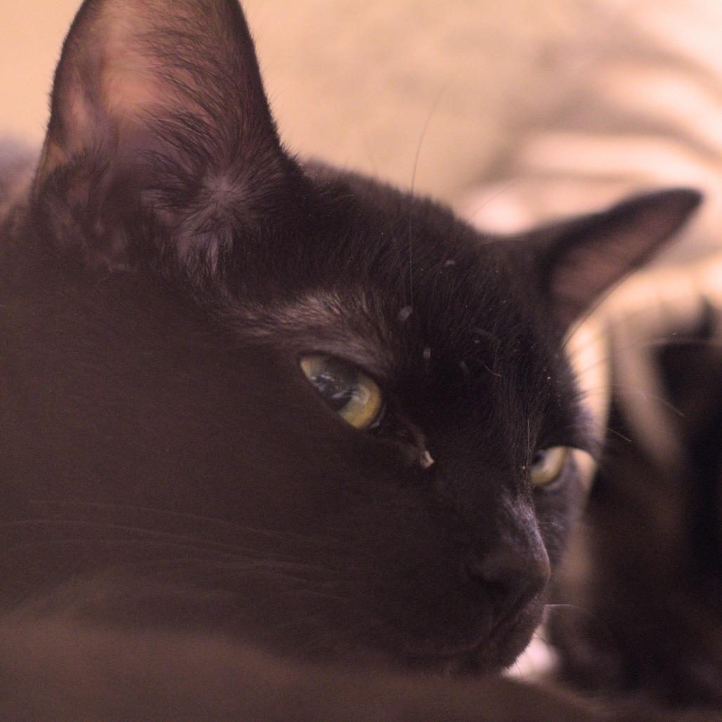 Enlarge Ventura, a Adoptable Domestic Short Hair in Long Beach, CA image 4/6