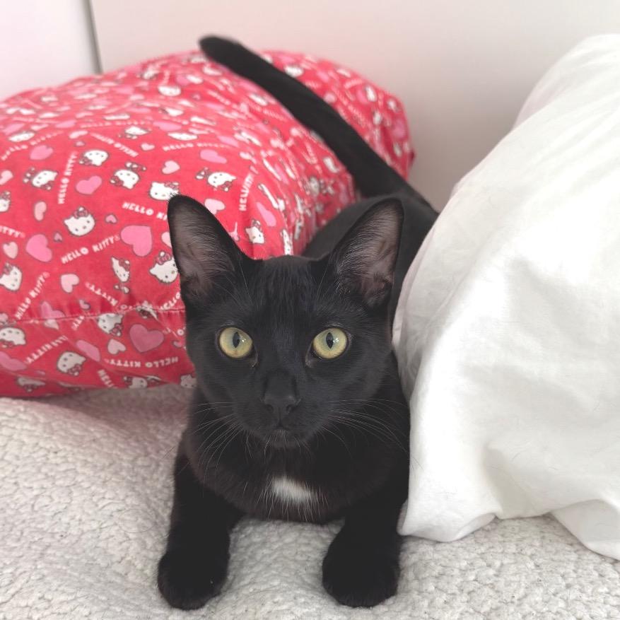 Enlarge Ventura, a Adoptable Domestic Short Hair in Long Beach, CA image 6/6