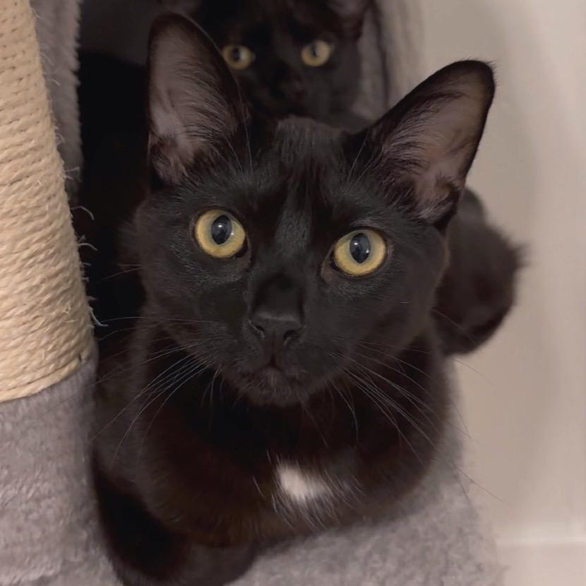 Enlarge Ventura, a Adoptable Domestic Short Hair in Long Beach, CA image 6/6