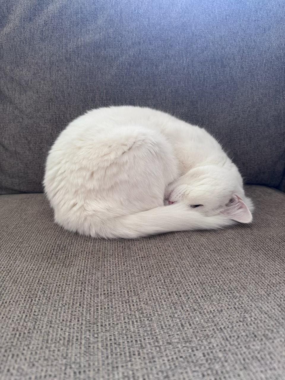 Yuki (British Shorthair mix), a ADOPTABLE mixed breed in Fairfax, VA image 1/5