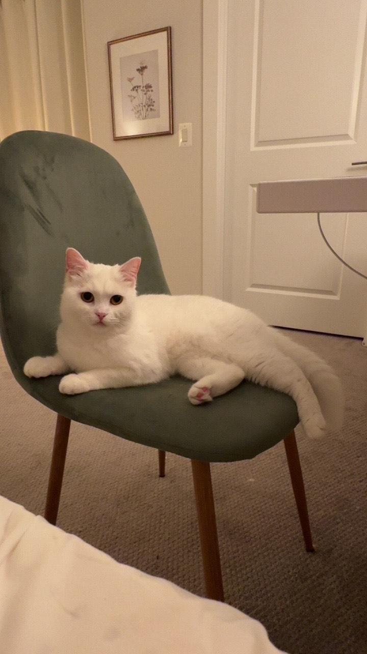 Yuki (British Shorthair mix), a ADOPTABLE mixed breed in Fairfax, VA image 3/5