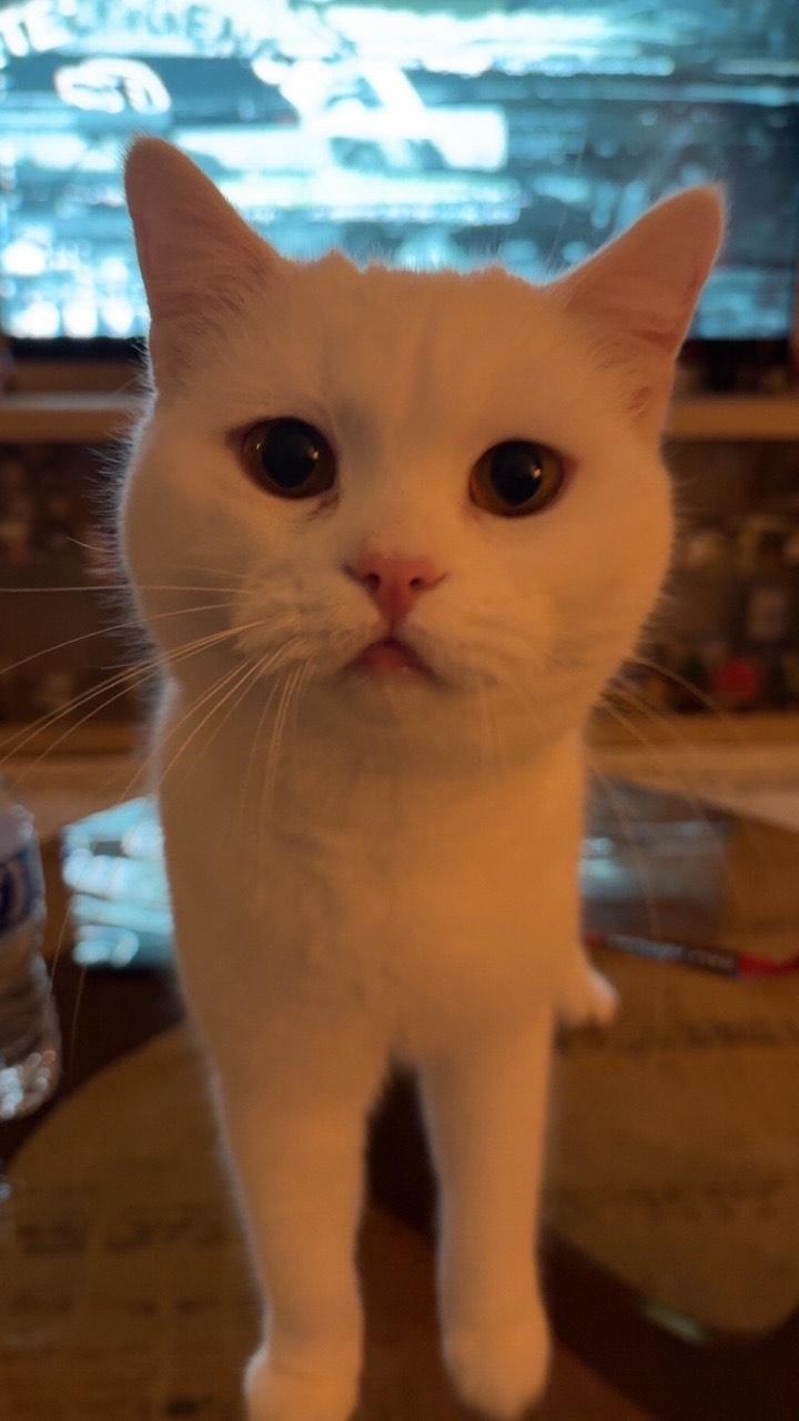 Yuki (British Shorthair mix), a ADOPTABLE mixed breed in Fairfax, VA image 4/5