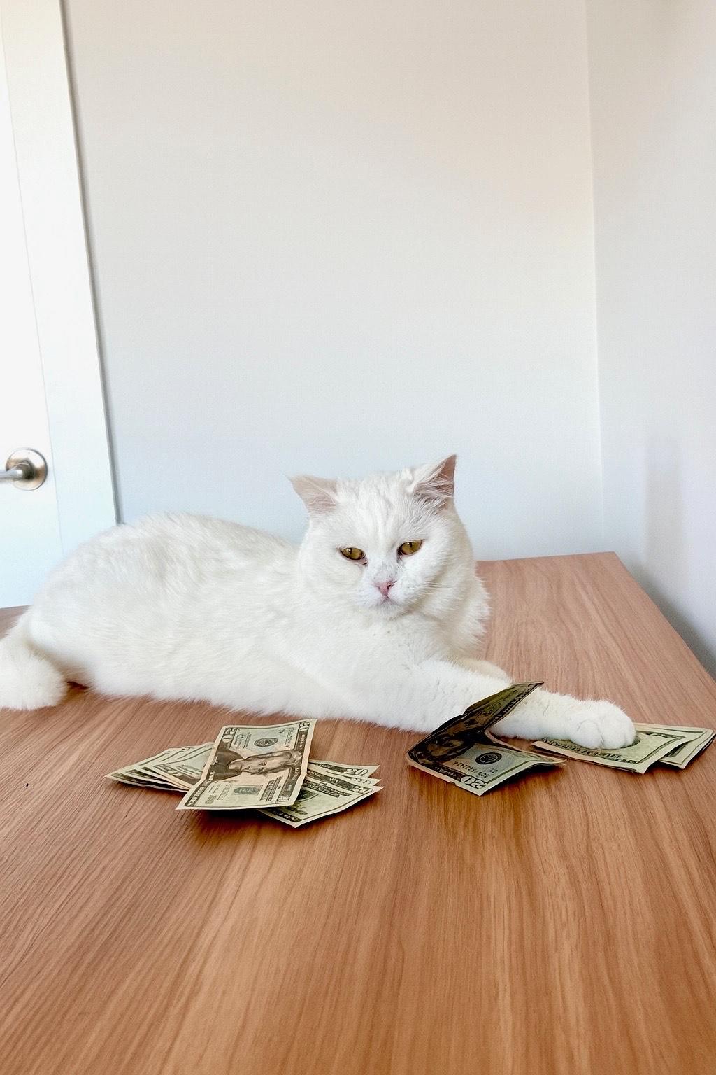 Yuki (British Shorthair mix), a ADOPTABLE mixed breed in Fairfax, VA image 5/5