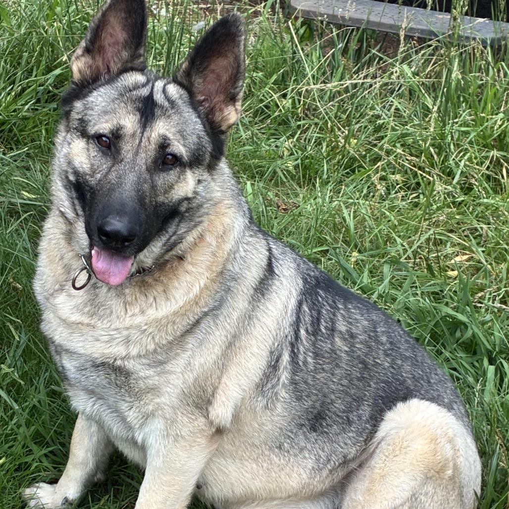 Mila, Adoptable, Adult Female German Shepherd Dog.