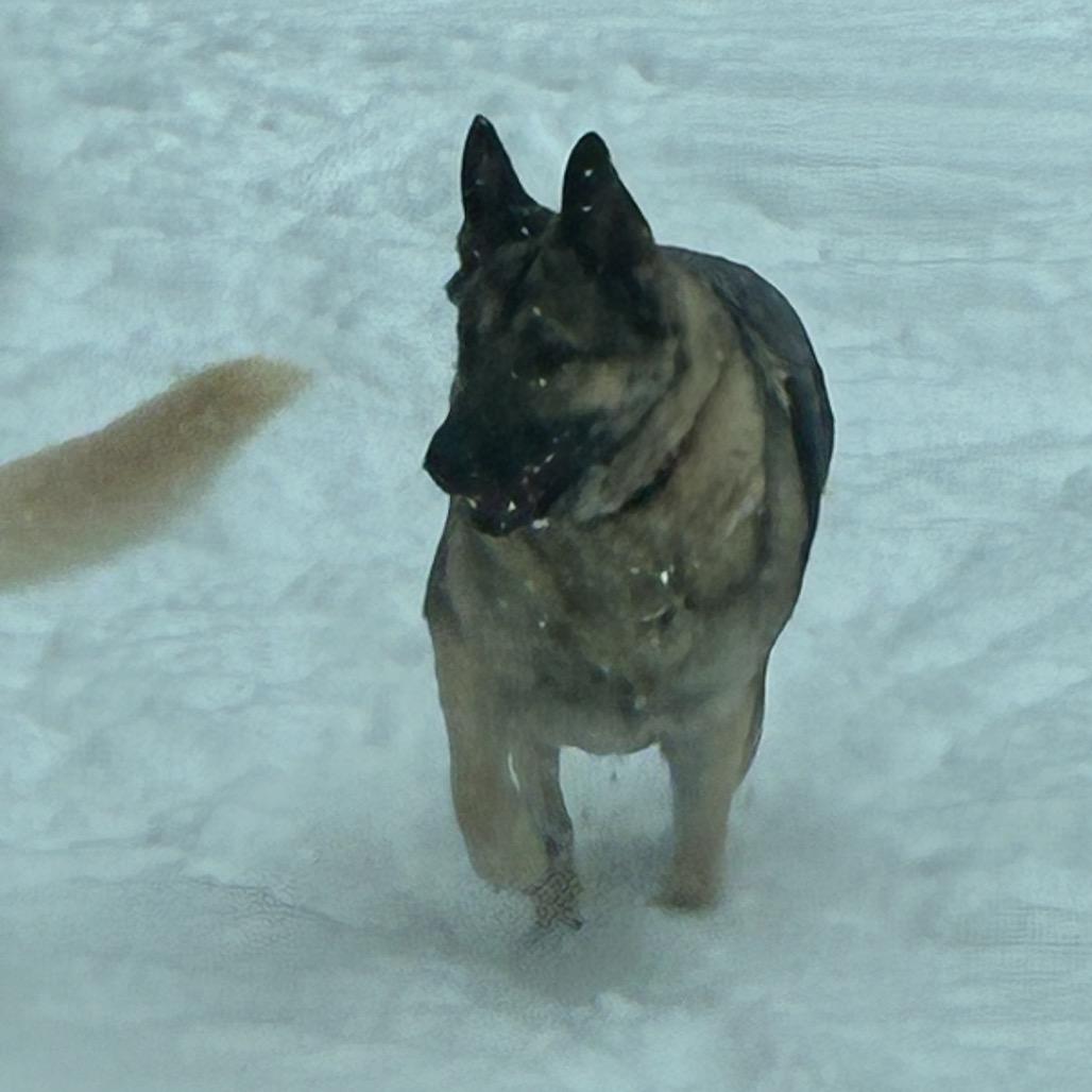 Enlarge Mila, a Adoptable German Shepherd Dog in Mocksville, NC image 1/5