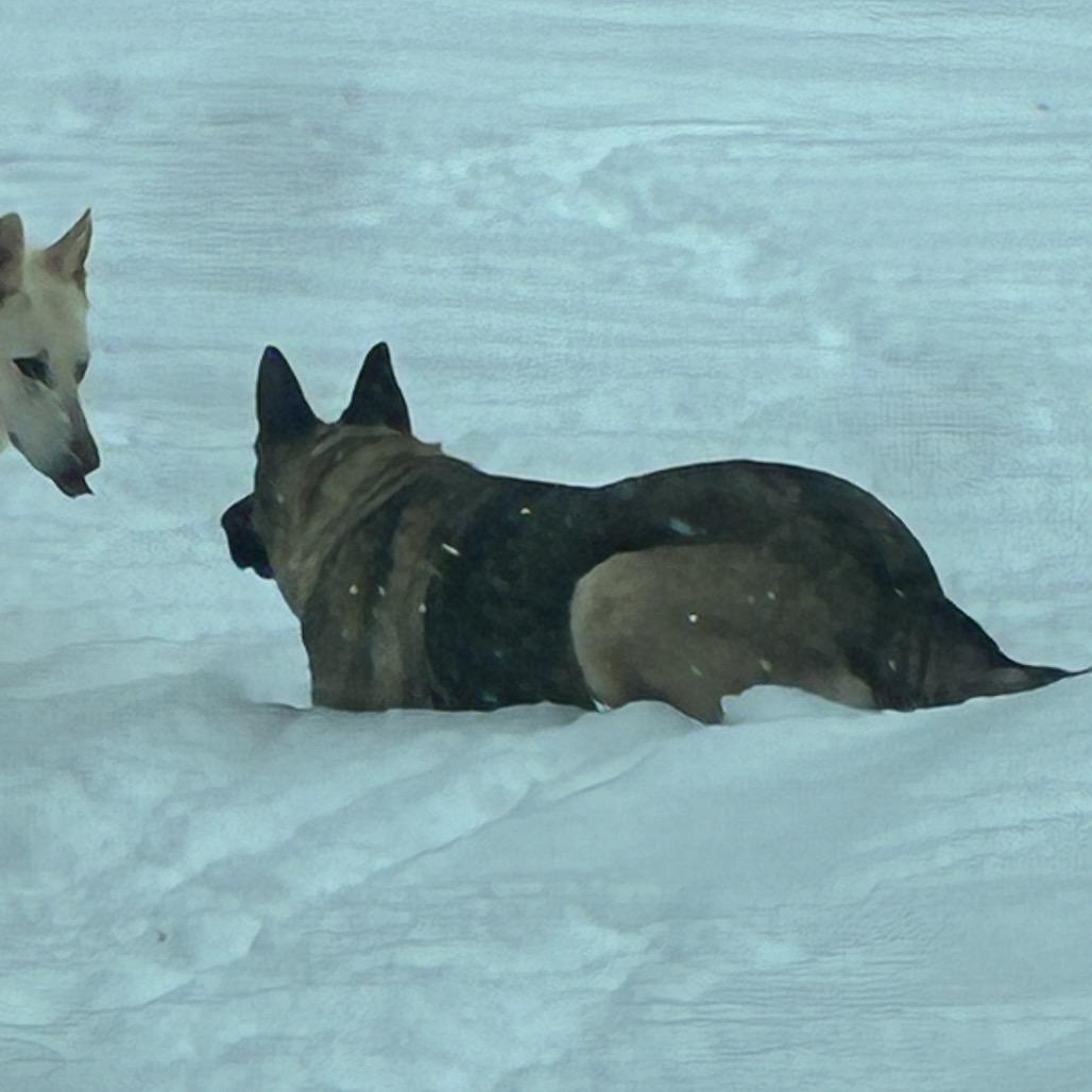 Enlarge Mila, a Adoptable German Shepherd Dog in Mocksville, NC image 2/5