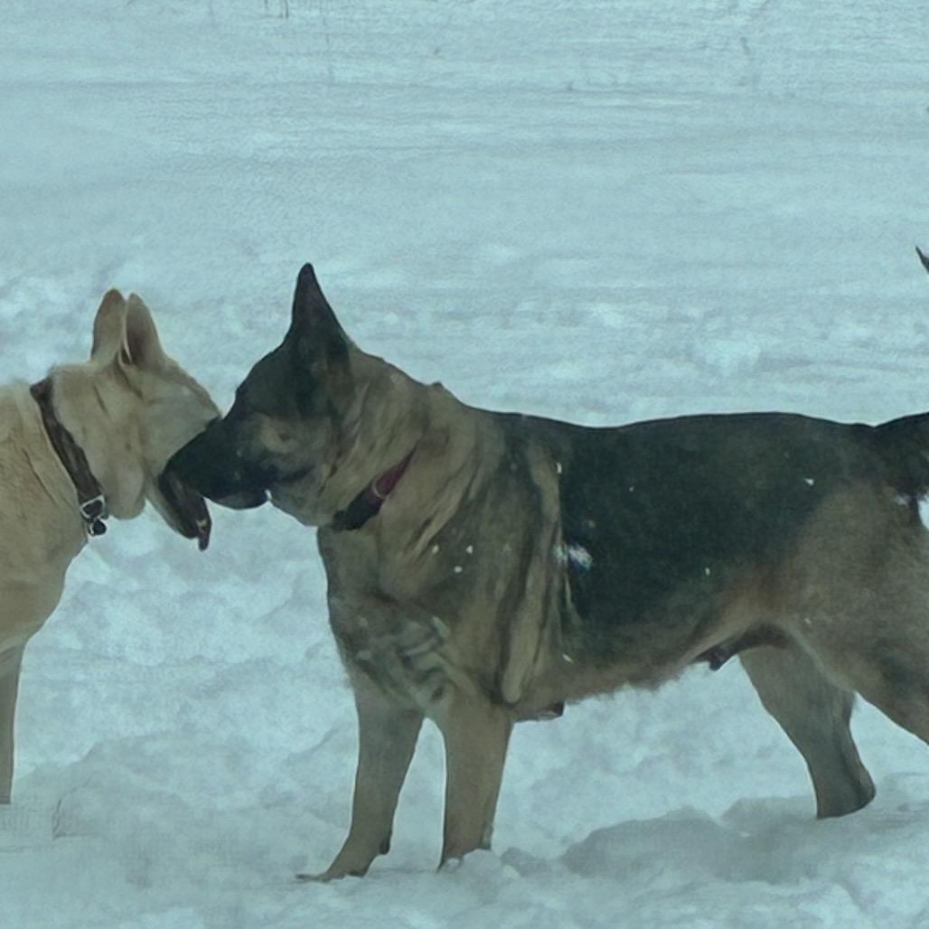 Enlarge Mila, a Adoptable German Shepherd Dog in Mocksville, NC image 3/5