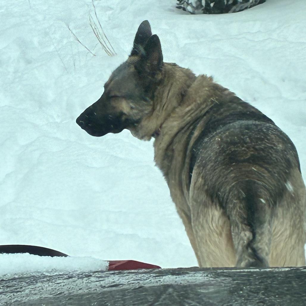 Enlarge Mila, a Adoptable German Shepherd Dog in Mocksville, NC image 4/5