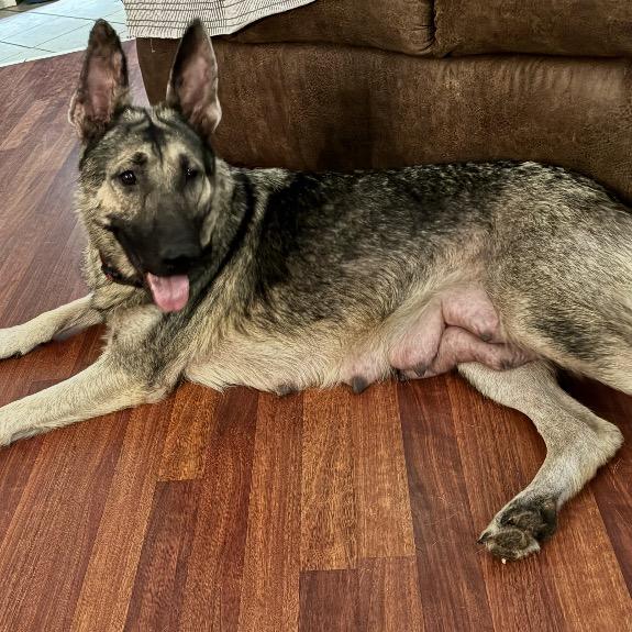 Enlarge Mila, a Adoptable German Shepherd Dog in Mocksville, NC image 5/5