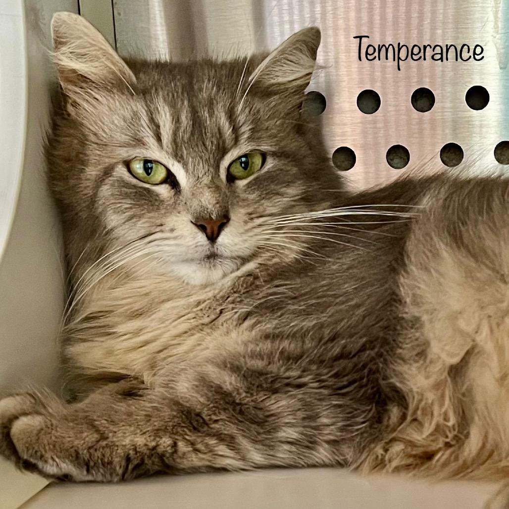 Temperance, Adoptable, Young Female Domestic Long Hair & Domestic Long Hair.