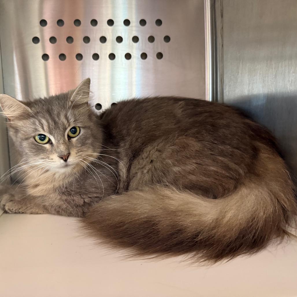 Temperance, a Adoptable mixed breed in Madisonville, TN image 2/3