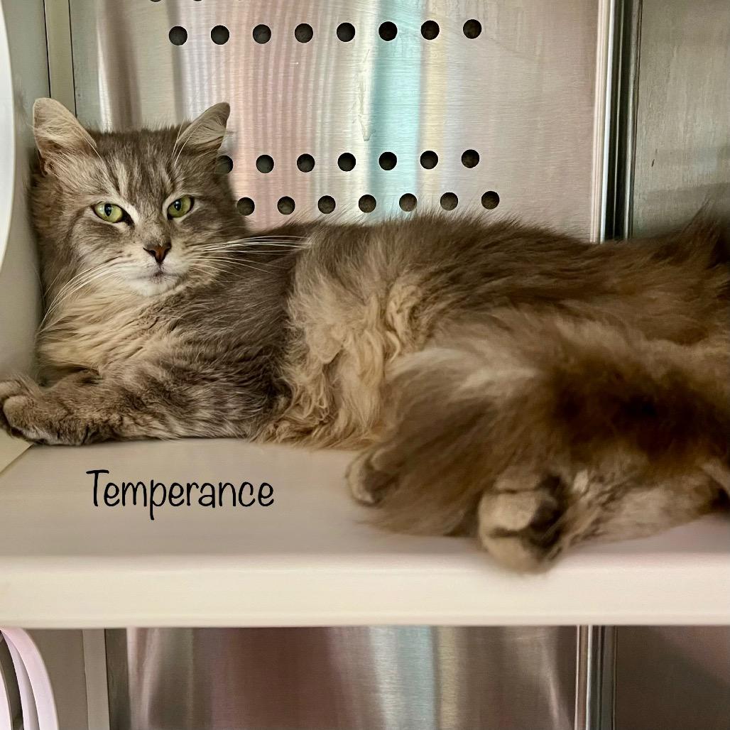 Temperance, a Adoptable mixed breed in Madisonville, TN image 3/3