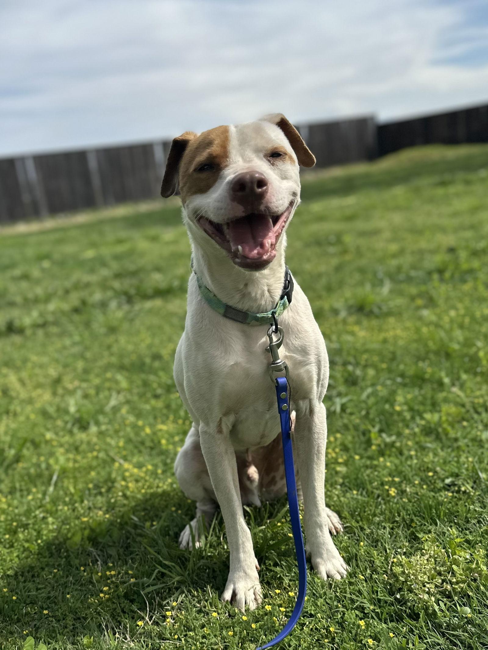 Gunner, Adoptable, Adult Male Hound.