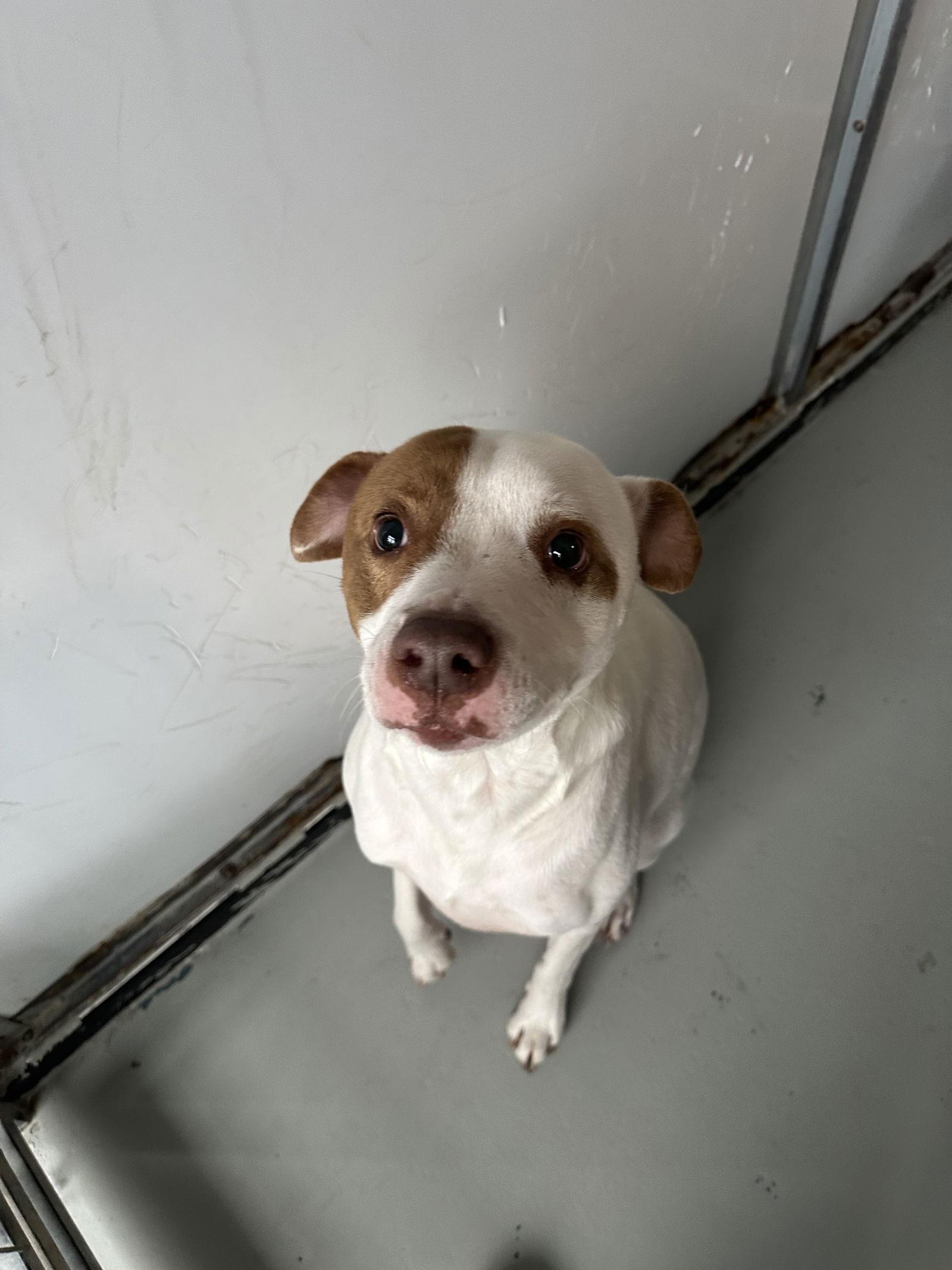 Gunner, a Adoptable Hound in Chico, CA image 2/3