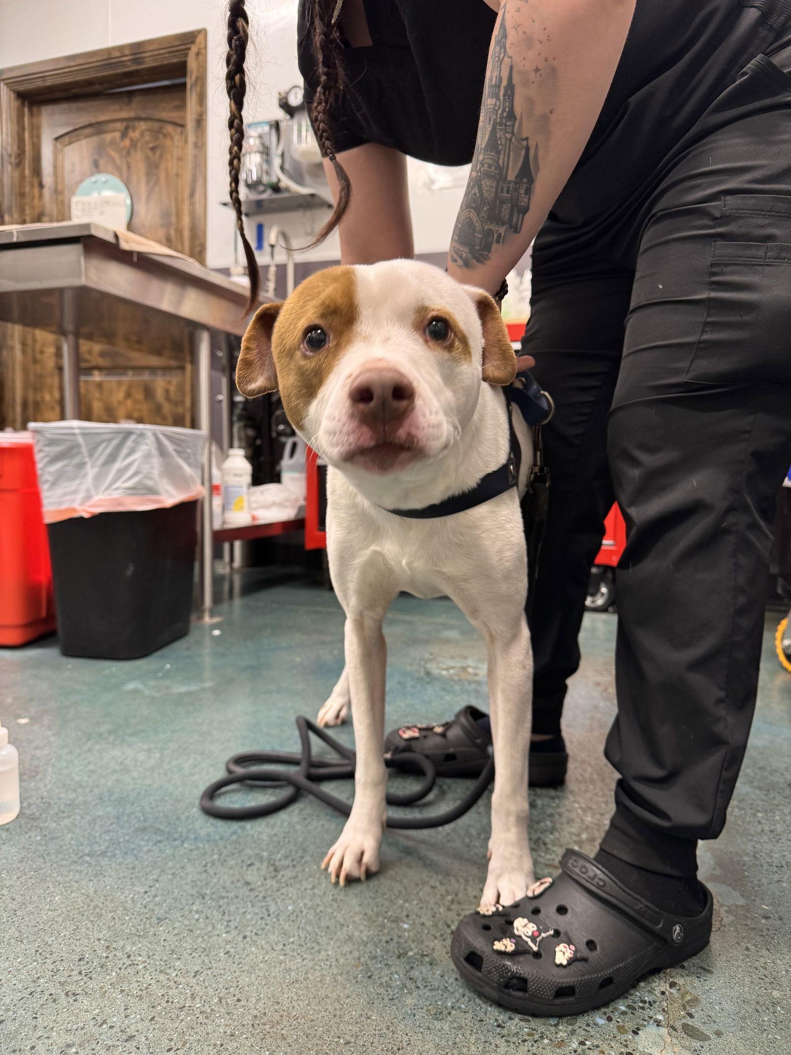 Gunner, a Adoptable Hound in Chico, CA image 3/3