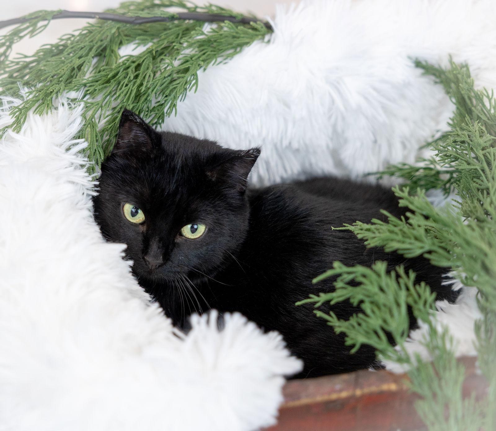 Bugg, Adoptable, Adult Female Domestic Short Hair.