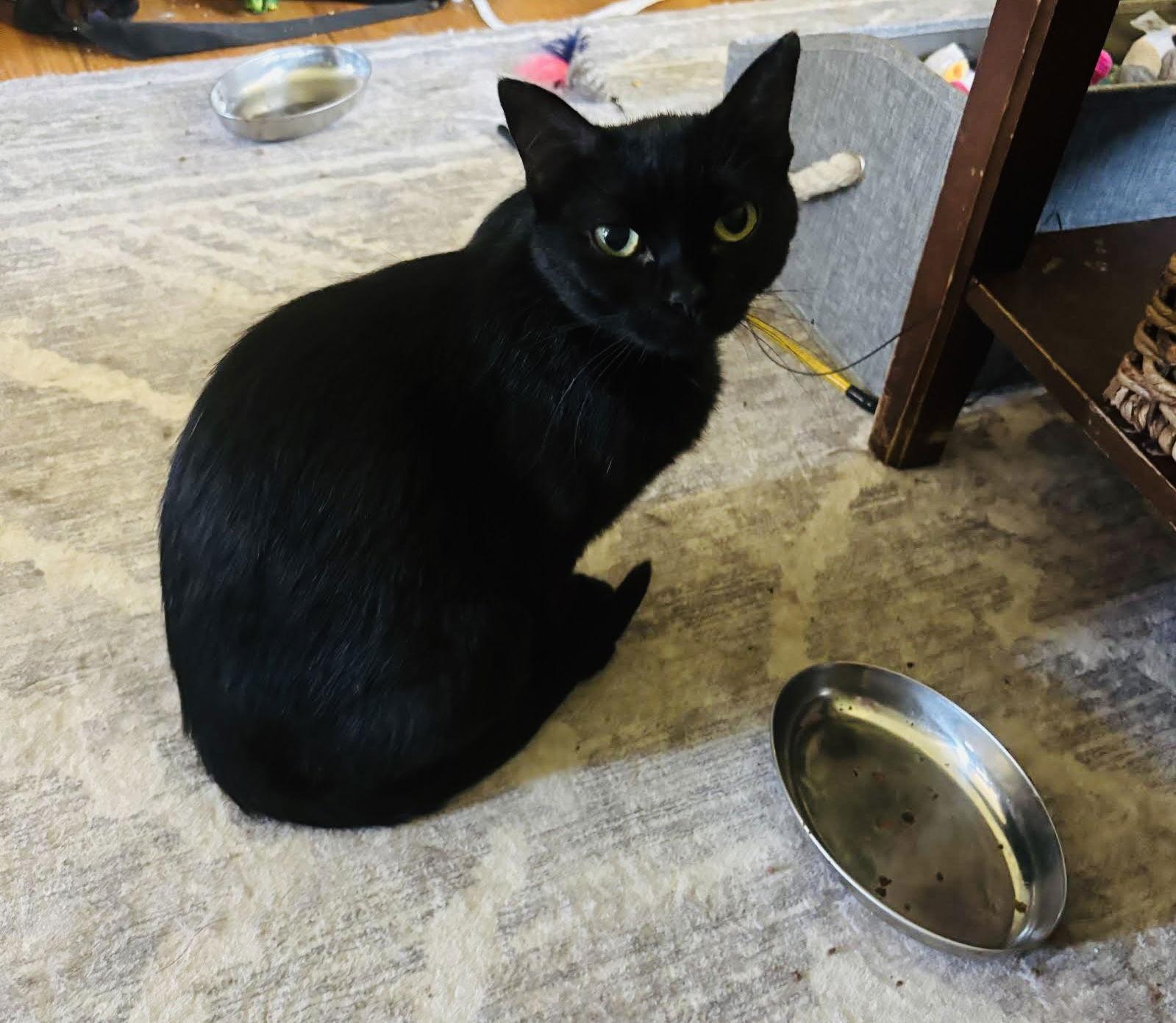 Bugg, Adoptable, Adult Female Domestic Short Hair.