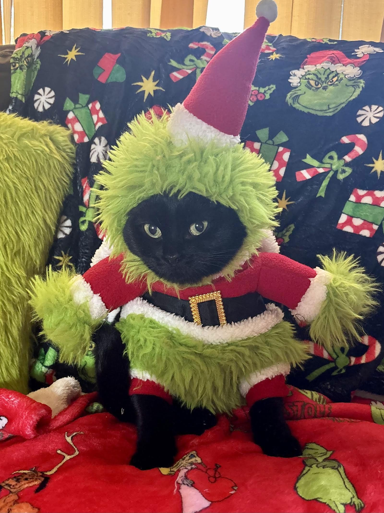 Bugg, a Adoptable Domestic Short Hair in Woodbury, MN image 2/3