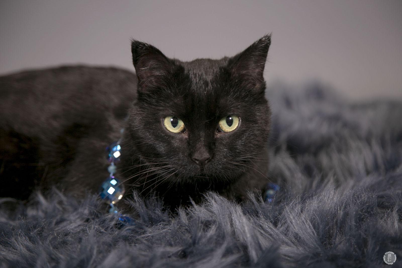 Bugg, a Adoptable Domestic Short Hair in Woodbury, MN image 3/3