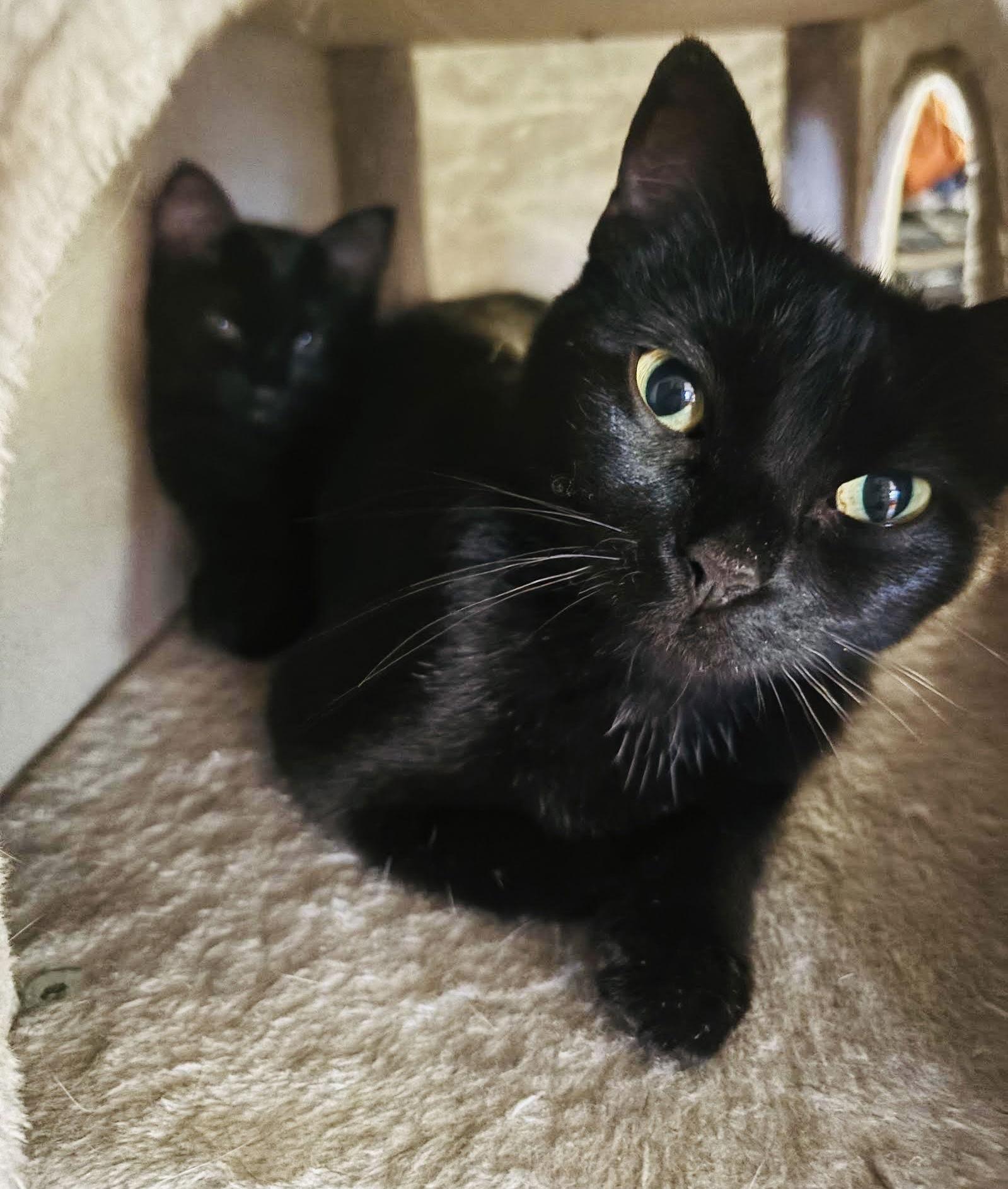 Bugg, a Adoptable Domestic Short Hair in Woodbury, MN image 3/3