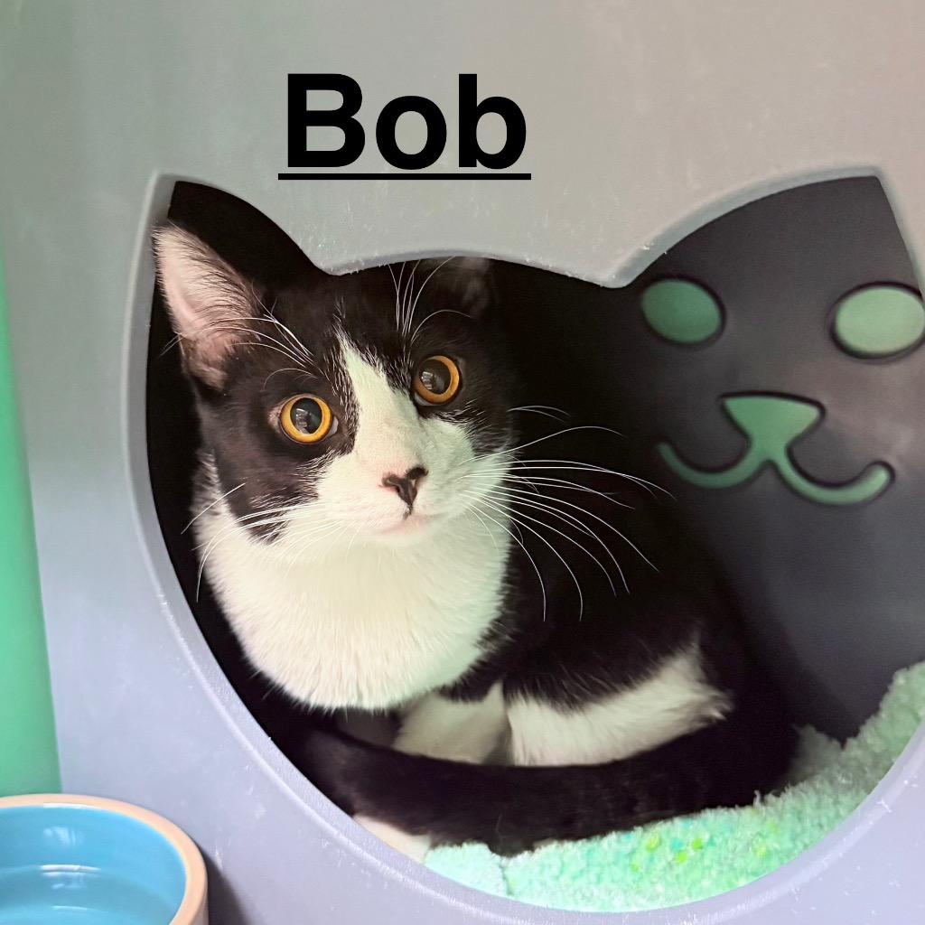 Bob, Adopted, Young Male Domestic Short Hair.