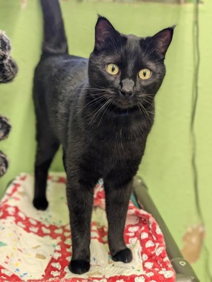 Rocky, Adoptable, Kitten Male Domestic Short Hair & Domestic Short Hair.