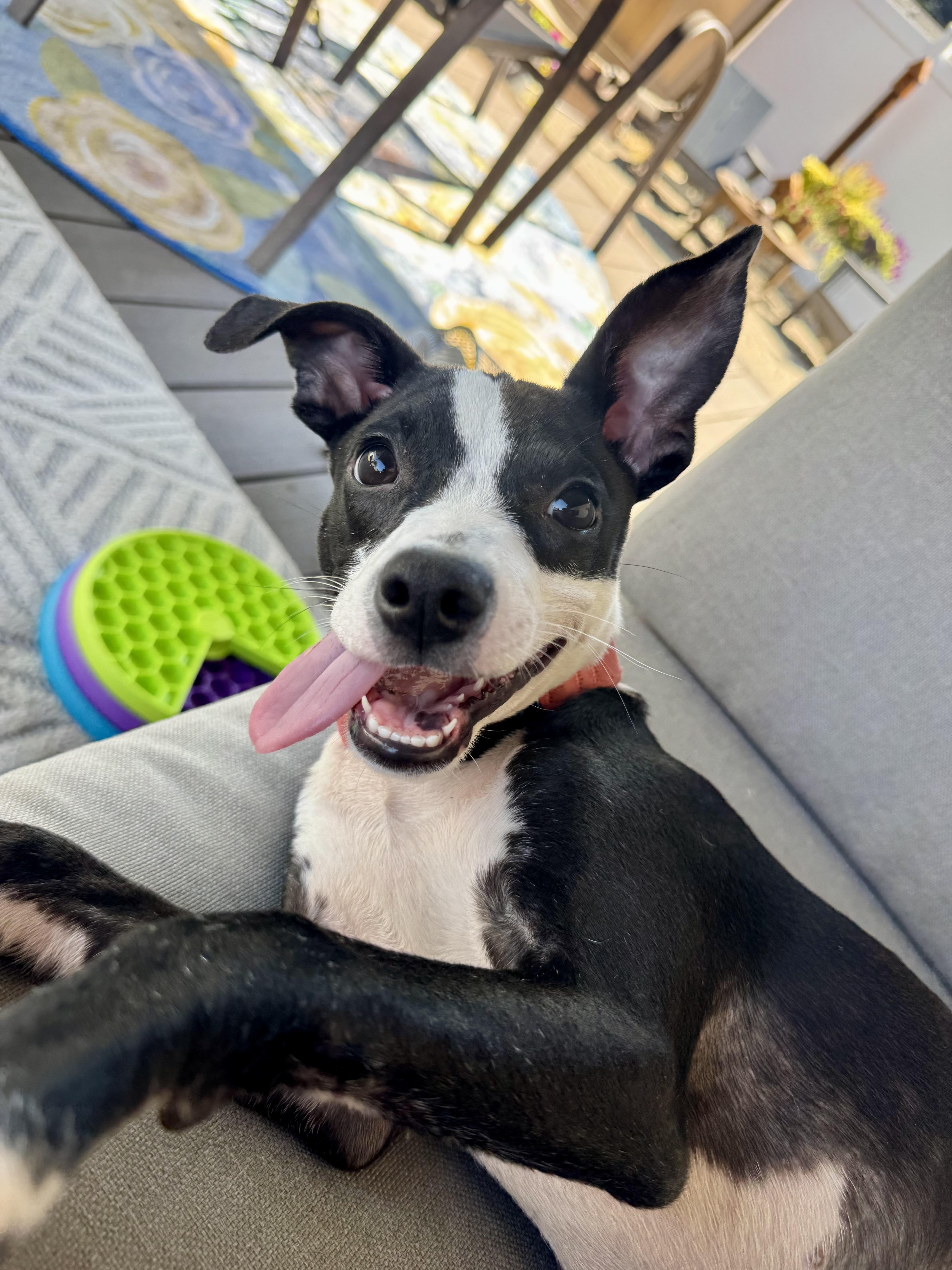 Enlarge Izzy, a ADOPTABLE mixed breed in Minneapolis, MN image 1/6