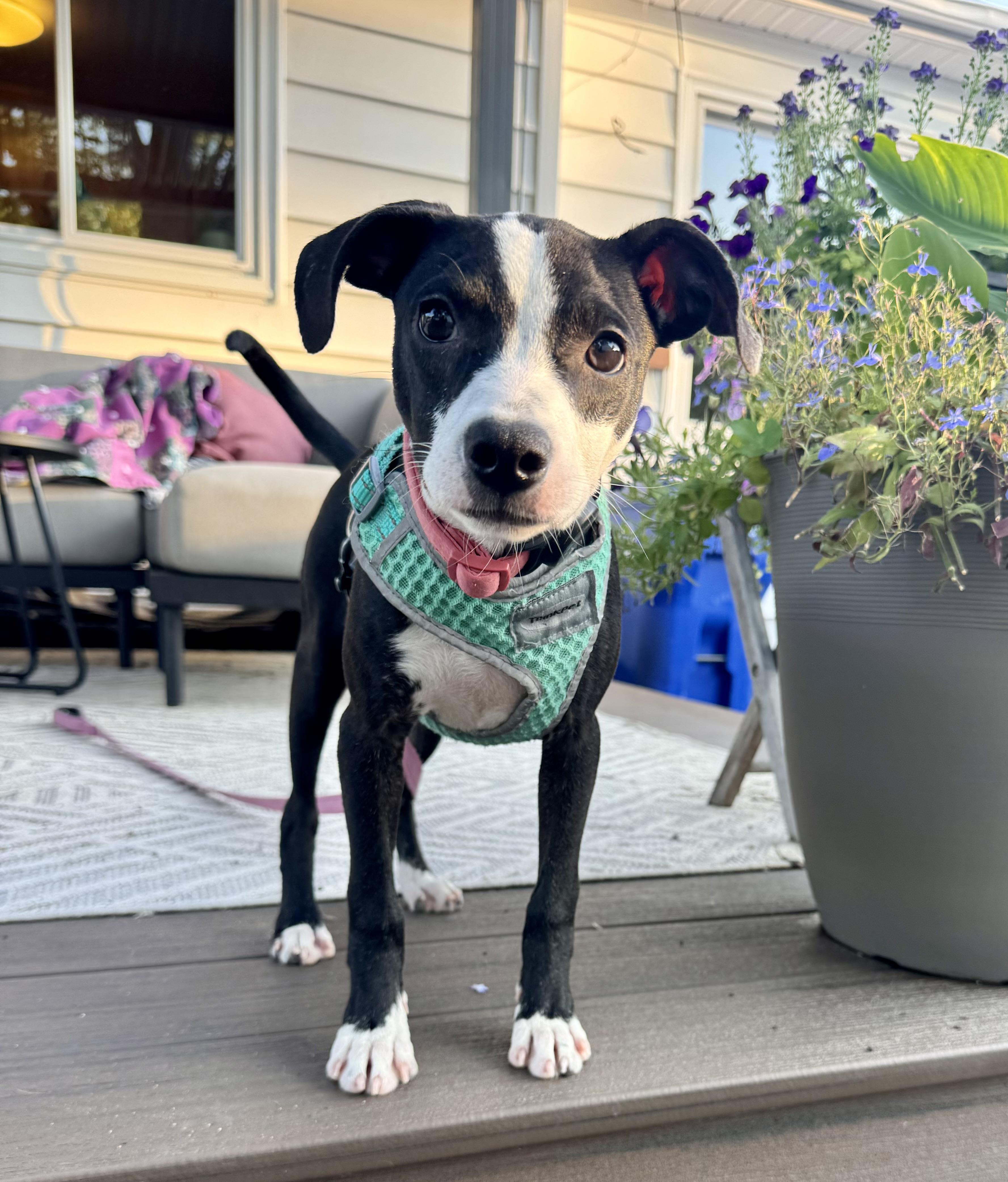Enlarge Izzy, a ADOPTABLE mixed breed in Minneapolis, MN image 5/6
