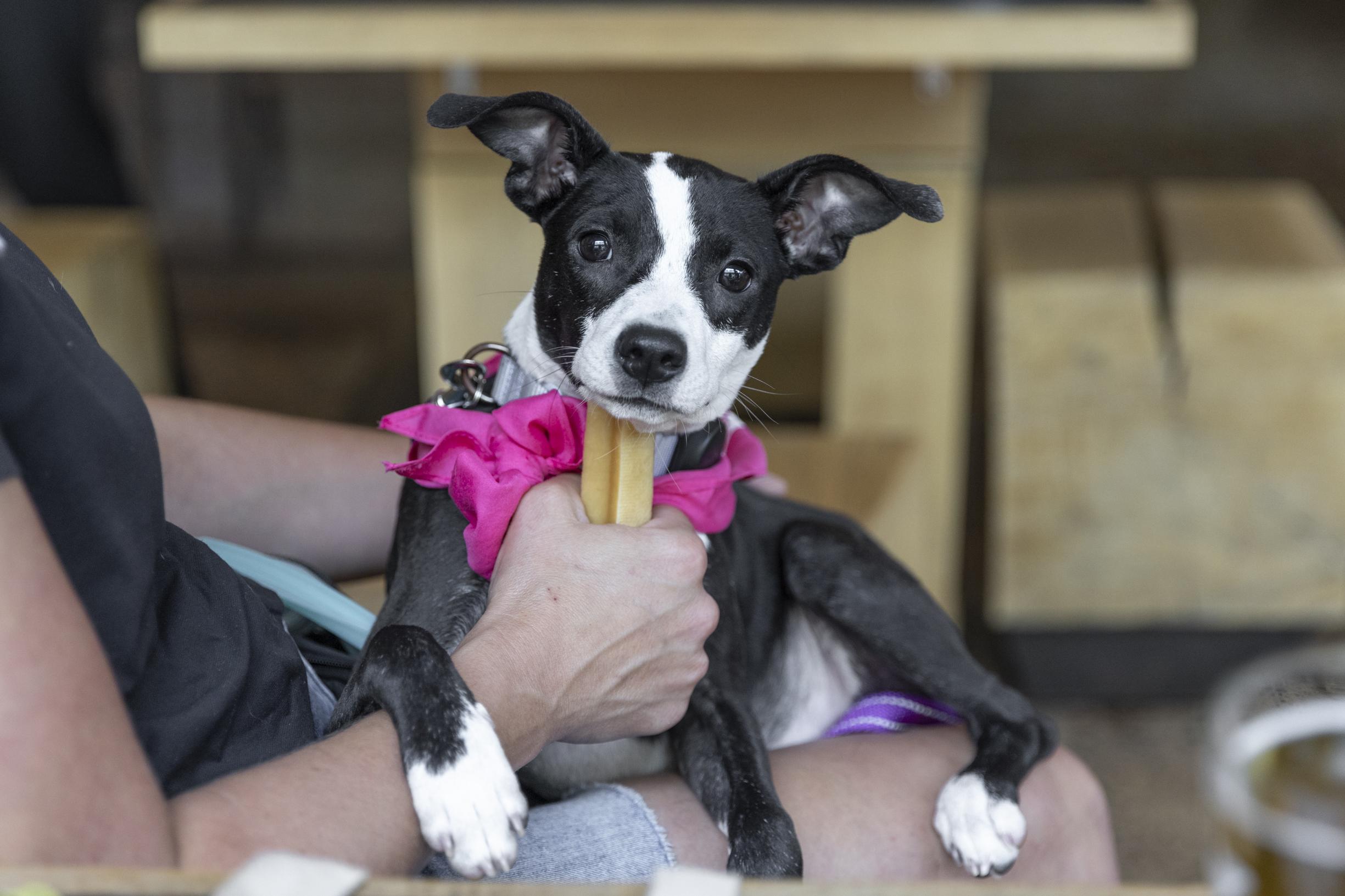 Enlarge Izzy, a ADOPTABLE mixed breed in Minneapolis, MN image 3/6