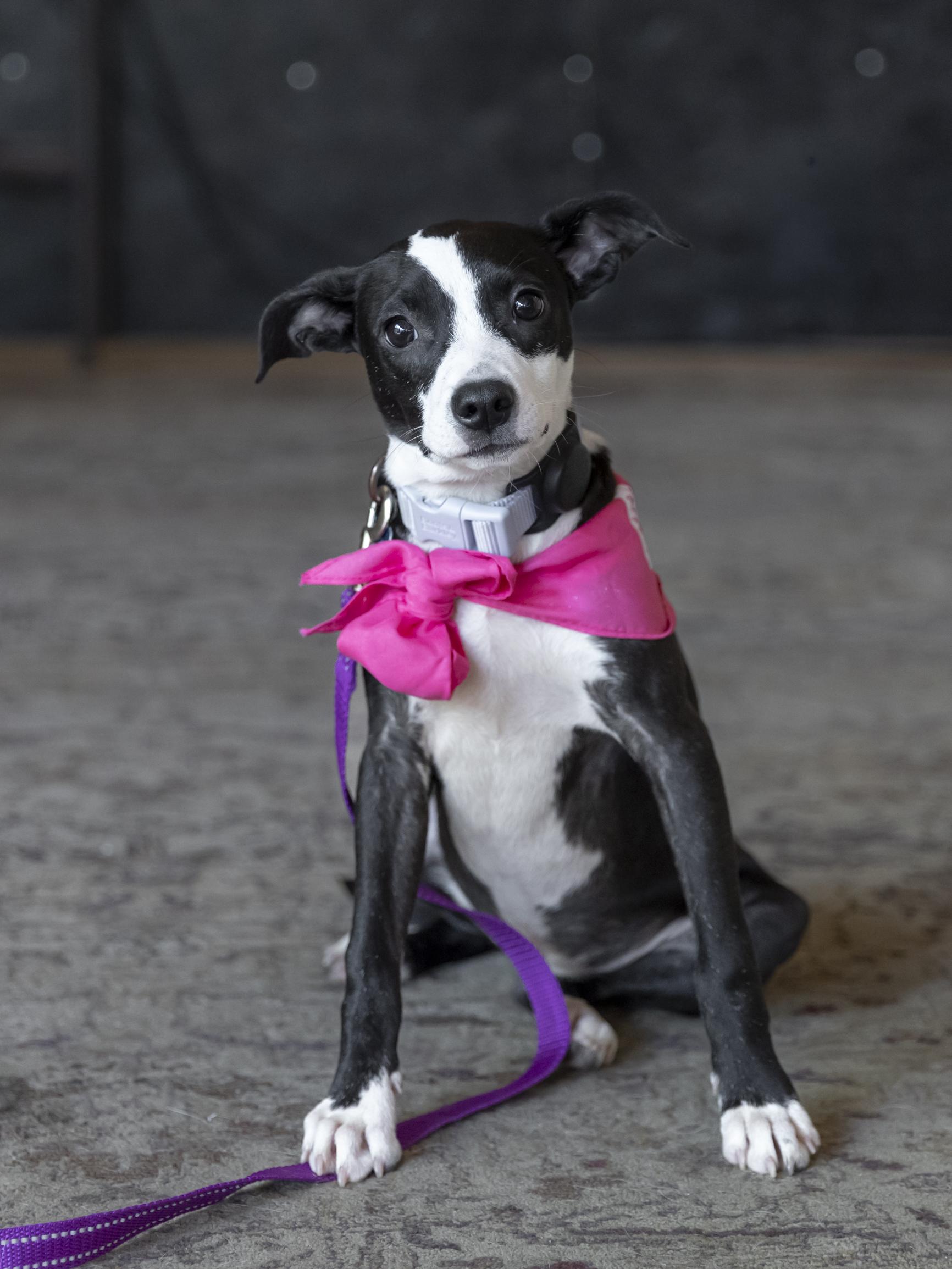 Enlarge Izzy, a ADOPTABLE mixed breed in Minneapolis, MN image 4/6