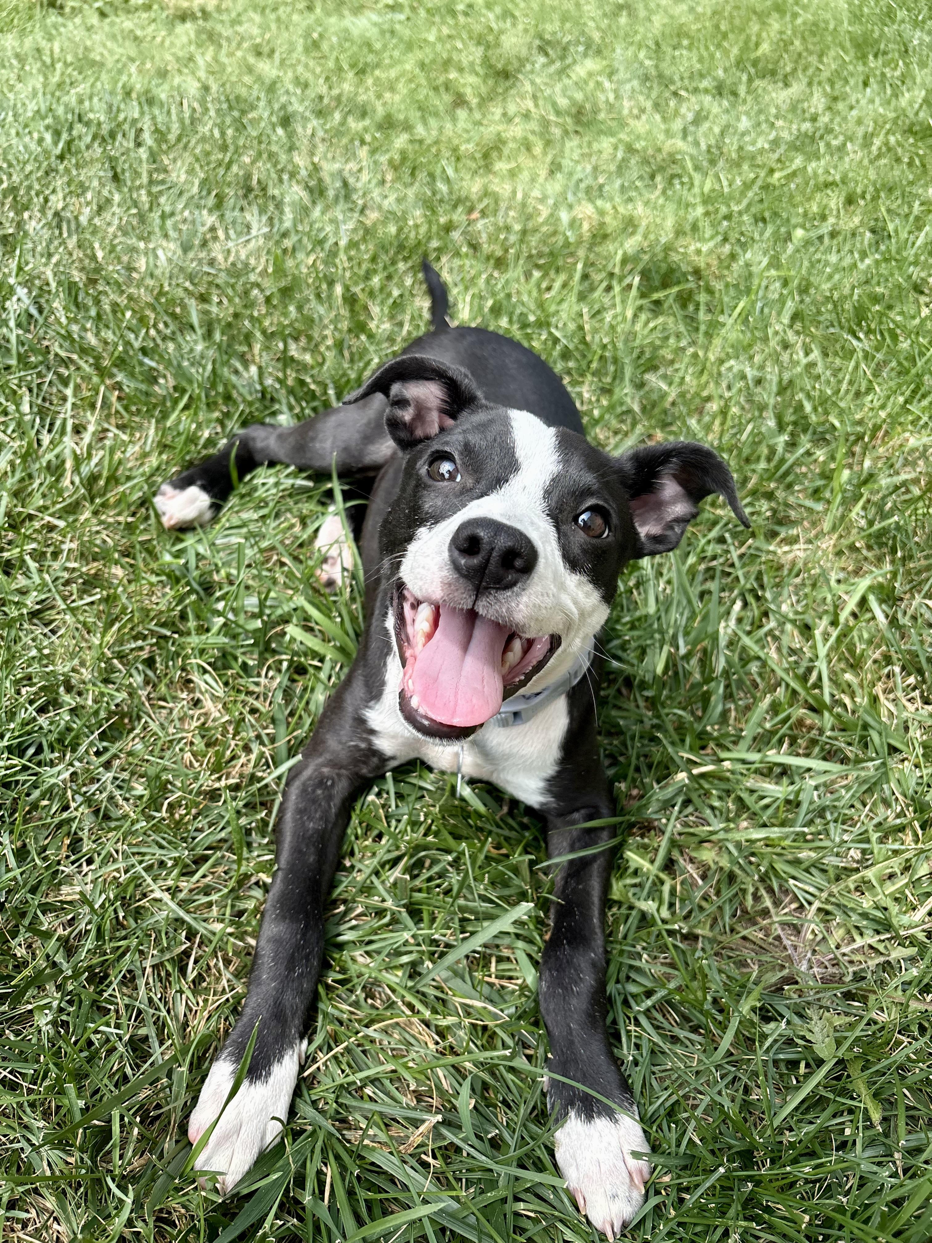 Enlarge Izzy, a ADOPTABLE mixed breed in Minneapolis, MN image 2/6