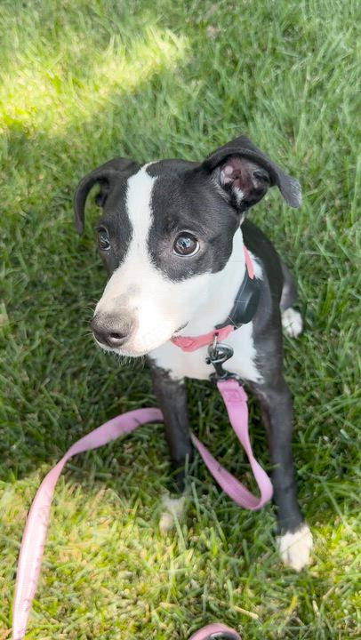 Enlarge Izzy, a ADOPTABLE mixed breed in Minneapolis, MN video 6/6