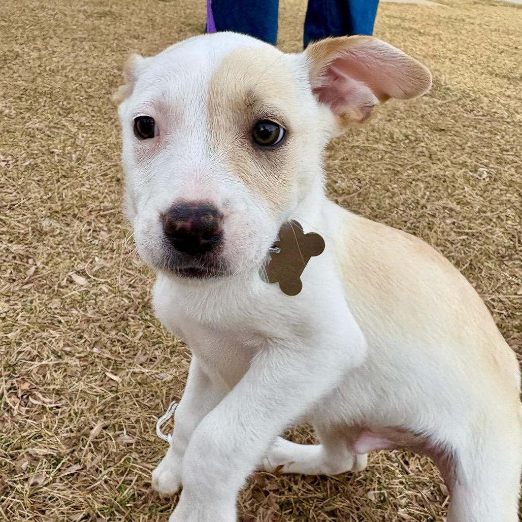 Xaden, Adoptable, Puppy Male Husky.