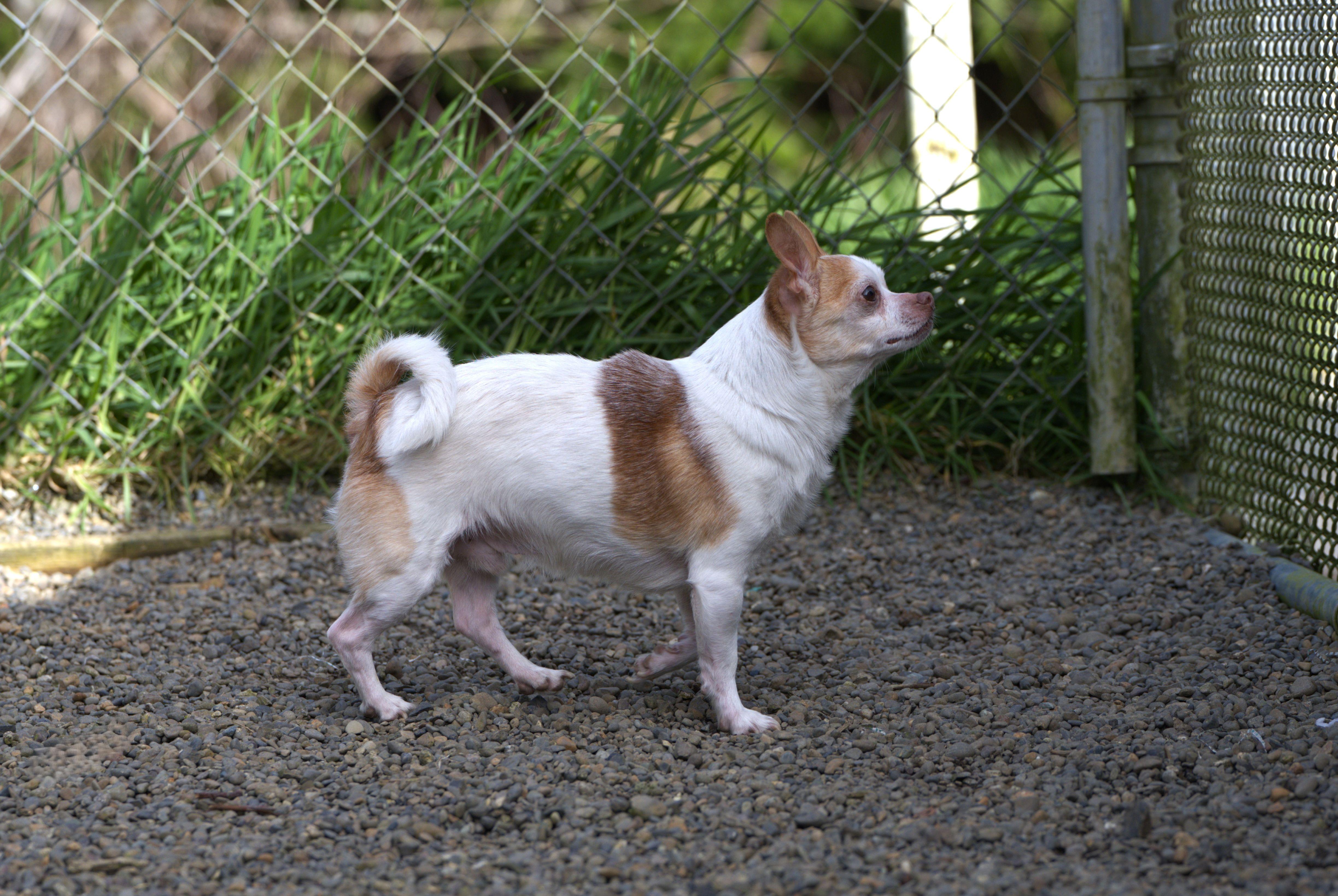 Enlarge Jelly Bean, a Adoptable mixed breed in Hoquiam, WA image 5/5