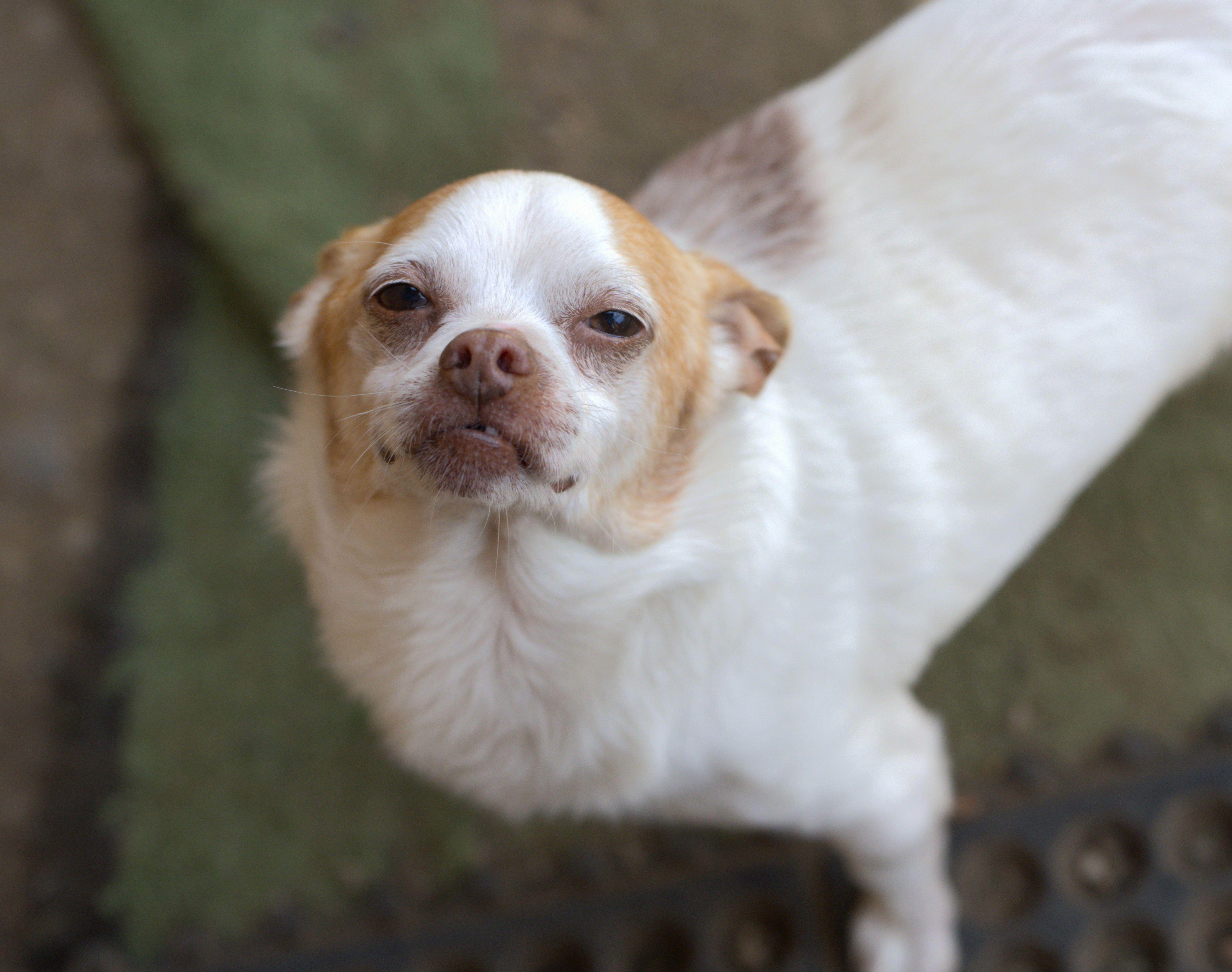 Enlarge Jelly Bean, a Adoptable mixed breed in Hoquiam, WA image 2/6