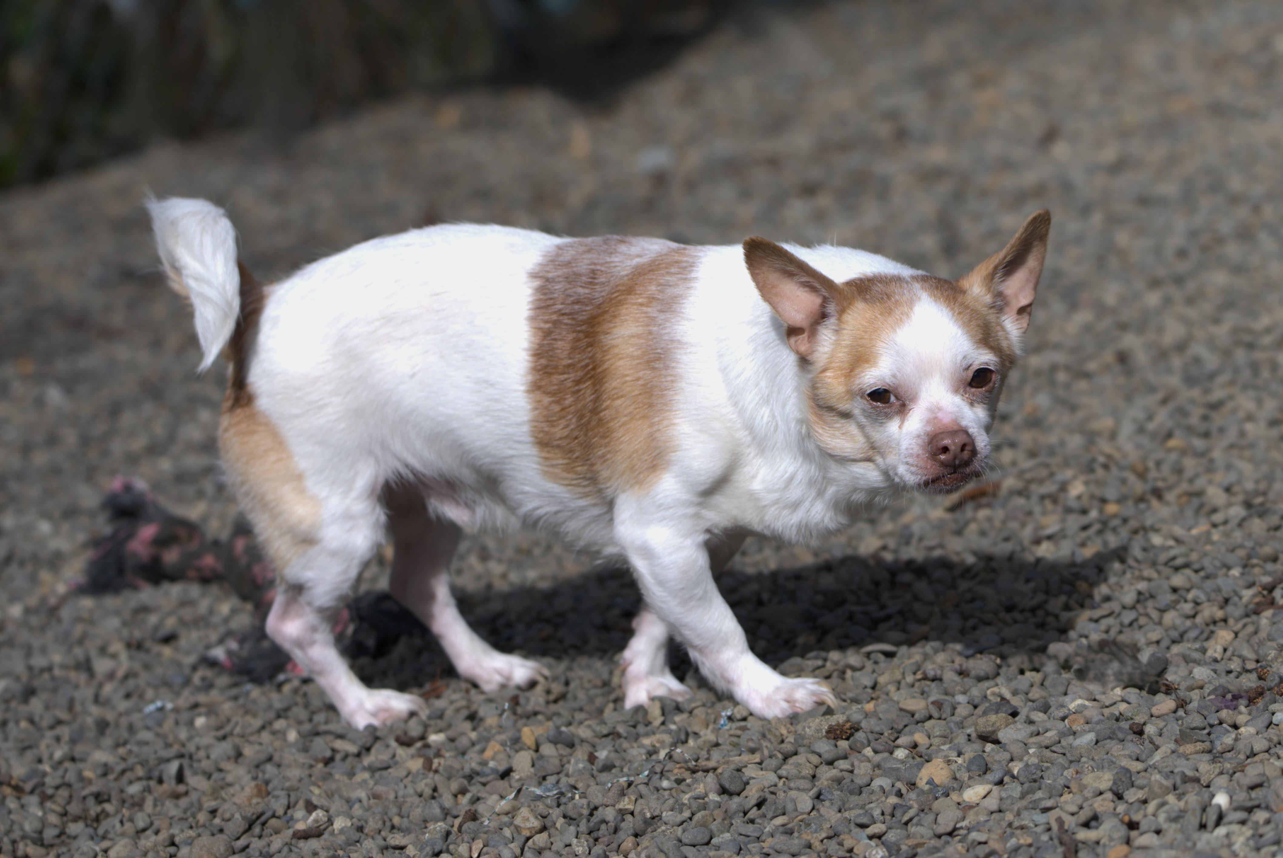 Enlarge Jelly Bean, a Adoptable mixed breed in Hoquiam, WA image 3/5