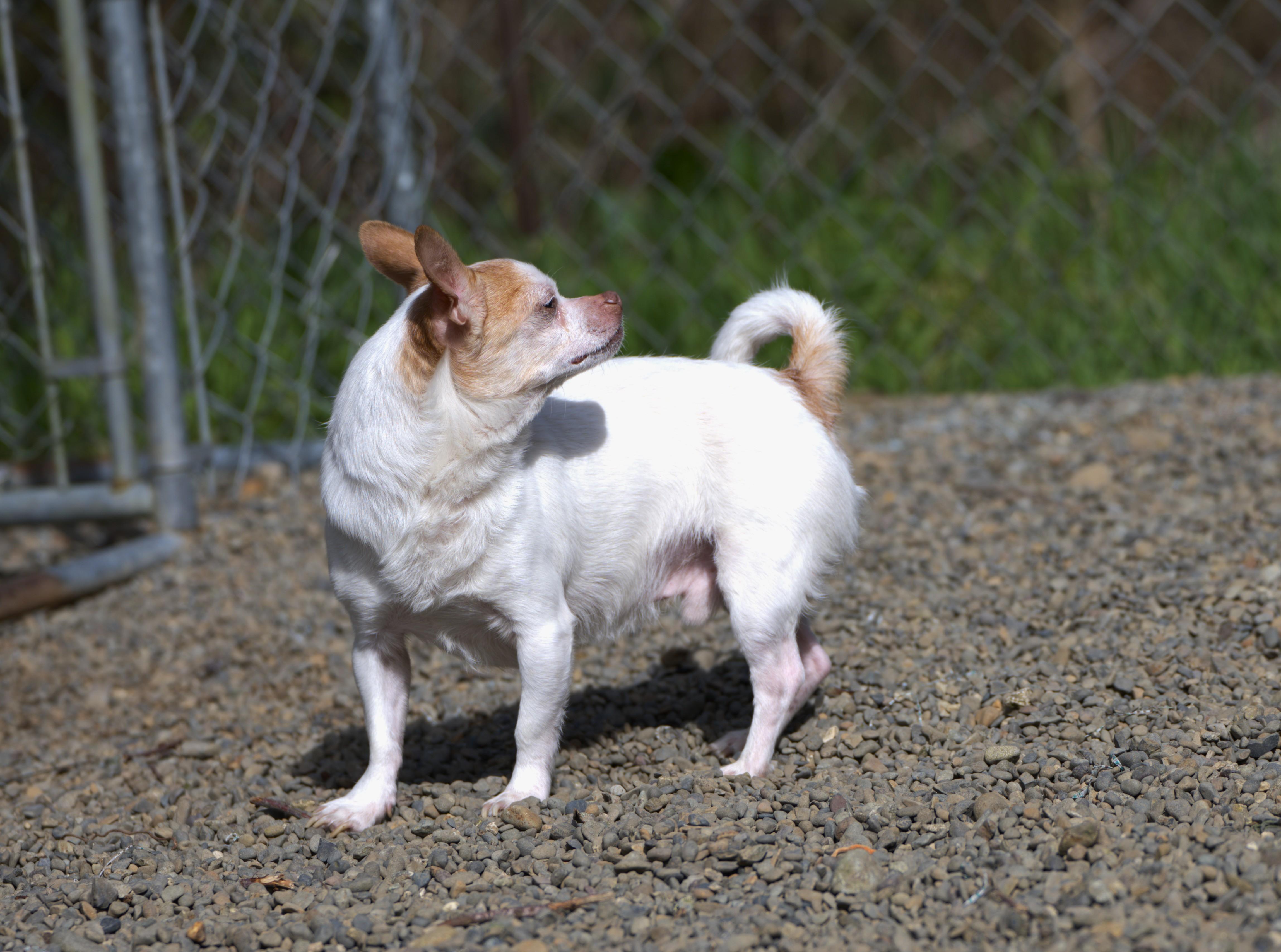 Enlarge Jelly Bean, a Adoptable mixed breed in Hoquiam, WA image 4/5