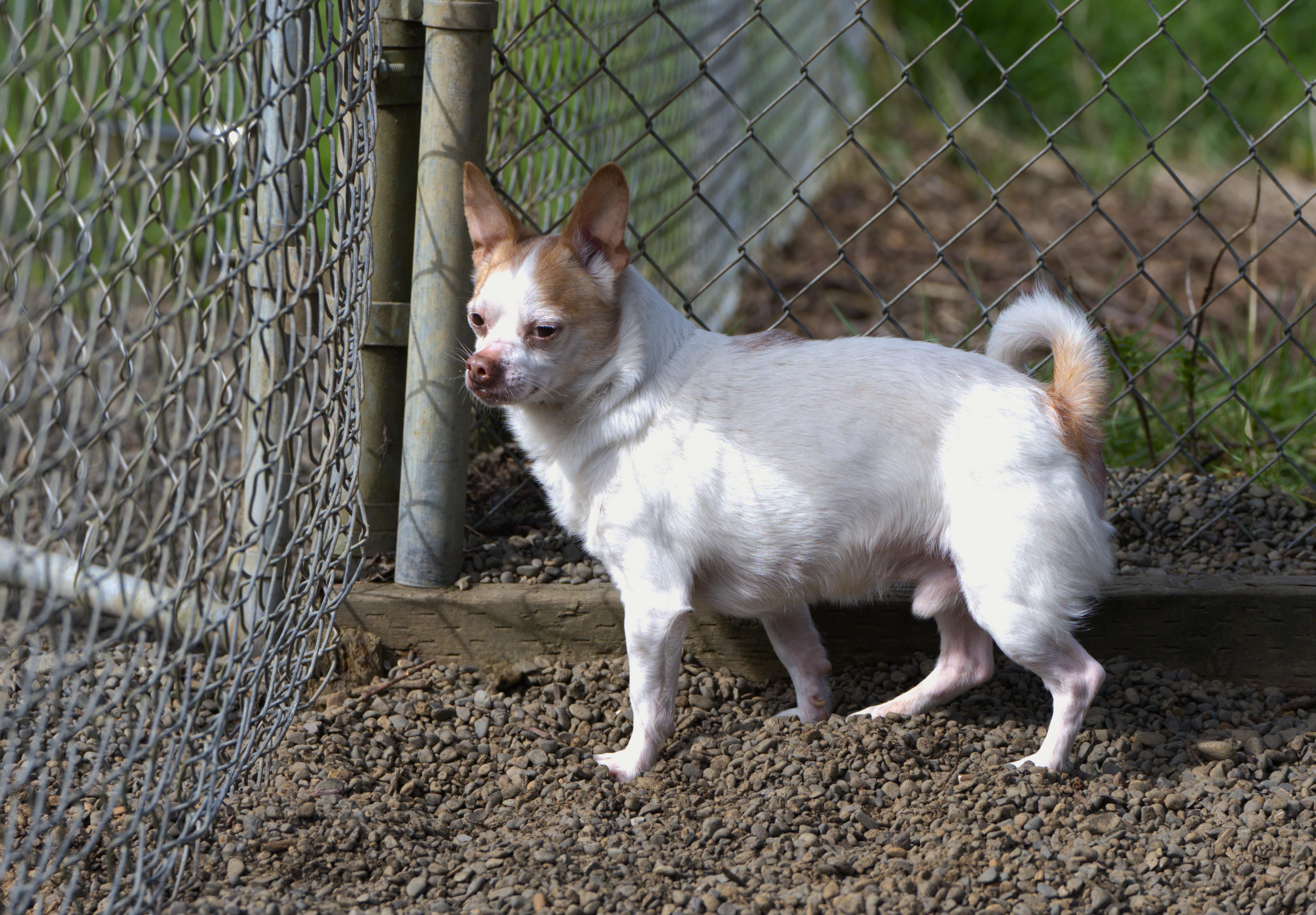 Enlarge Jelly Bean, a Adoptable mixed breed in Hoquiam, WA image 2/5