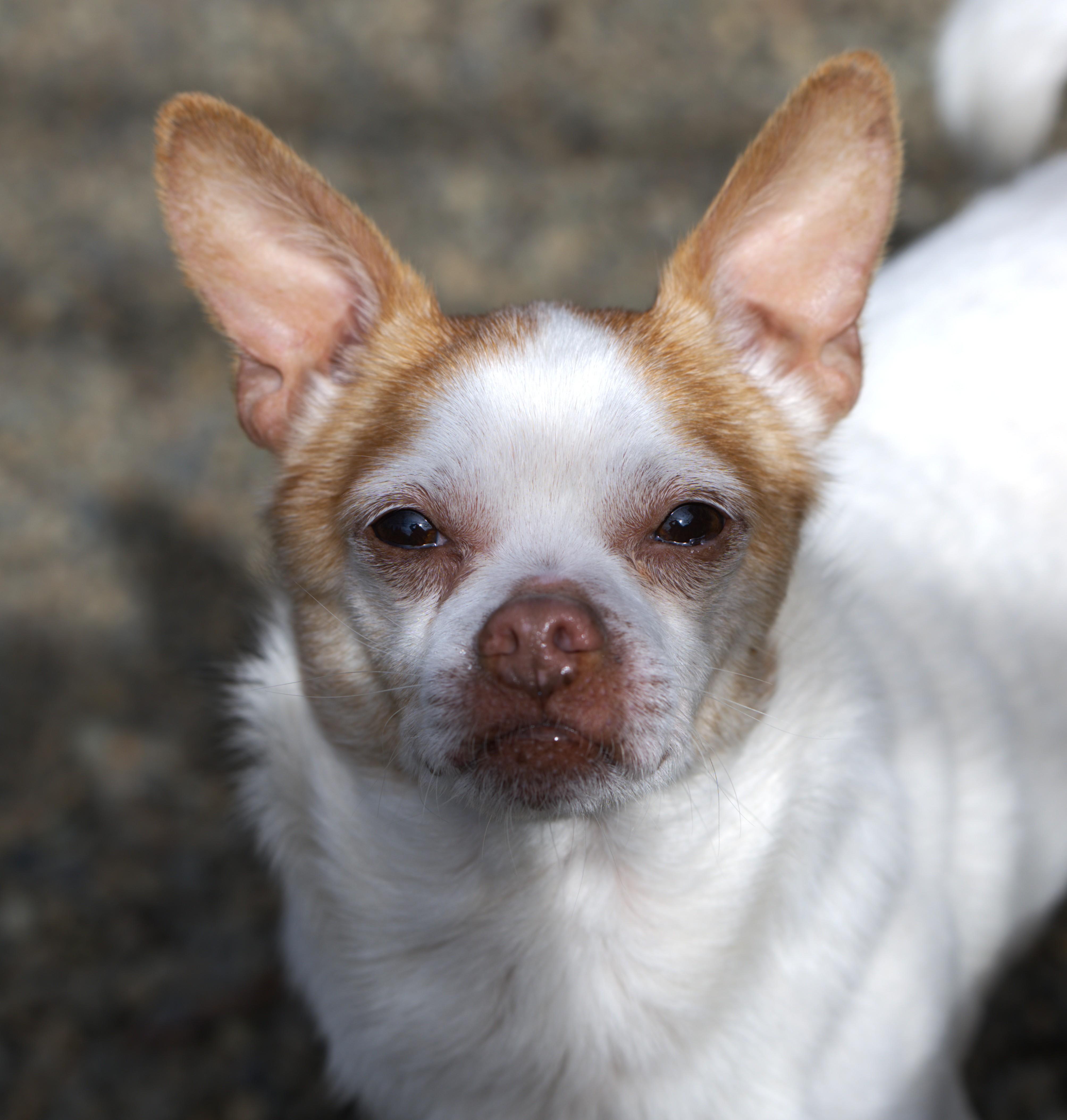 Jelly Bean, Adoptable, Adult Male Chihuahua.
