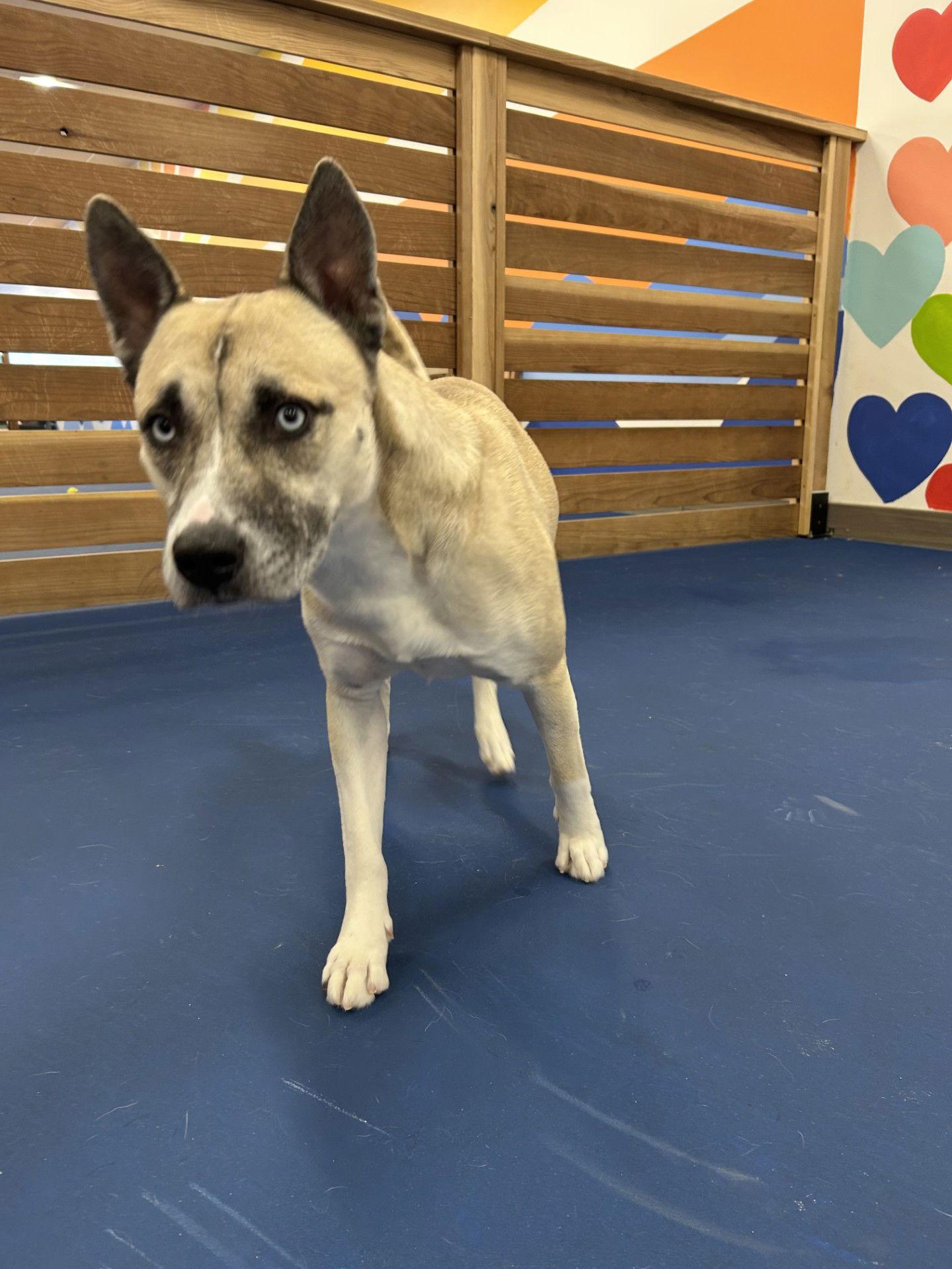 Jax**Facilitated Adoption**, Adoptable, Adult Male Shepherd.