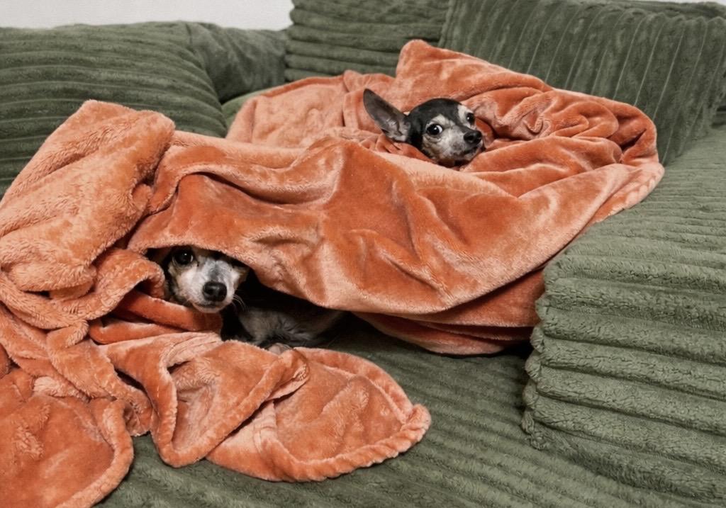 Enlarge Maple and Milo , a Adoptable Chihuahua in Baton Rouge, LA image 3/3