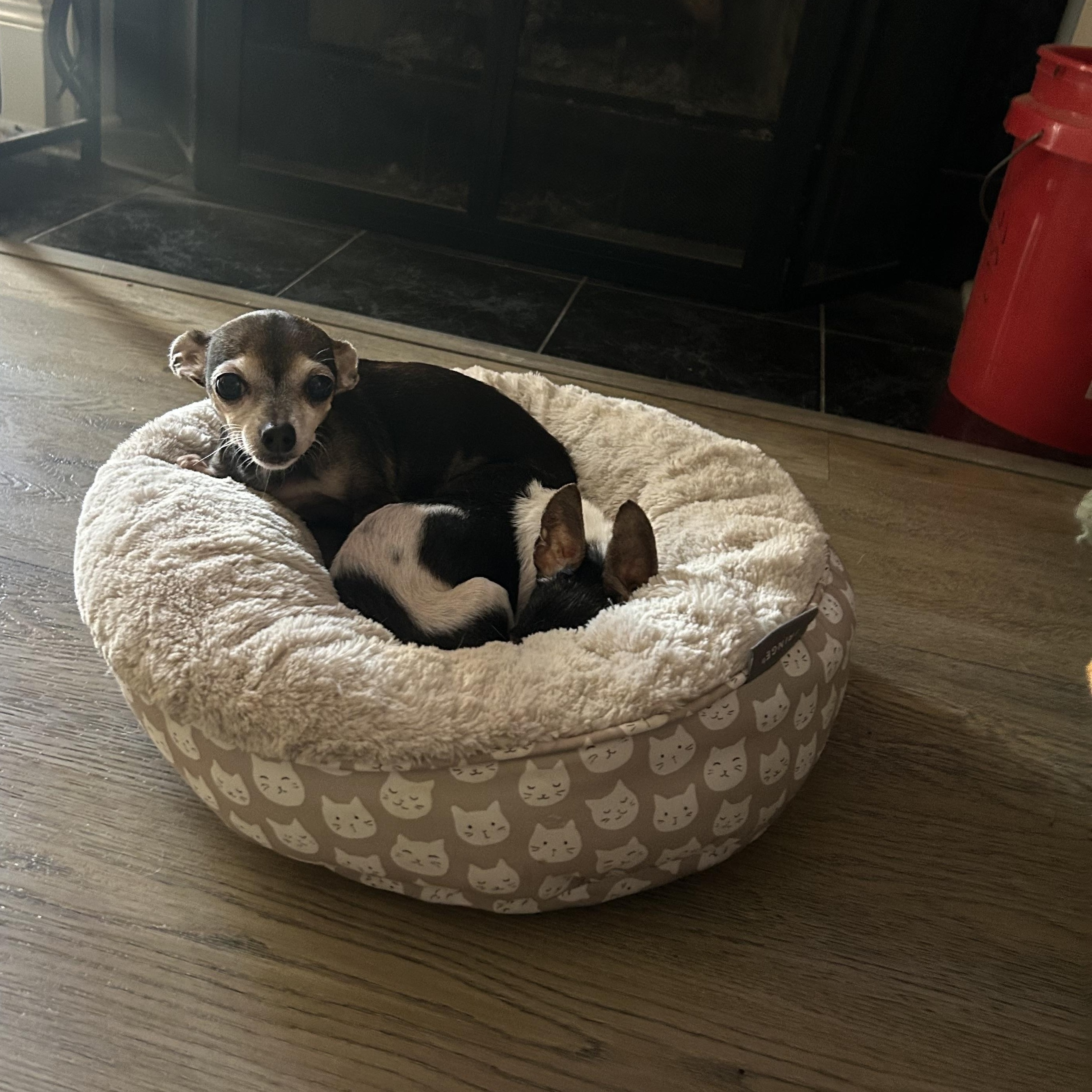 Enlarge Maple and Milo , a Adoptable Chihuahua in Baton Rouge, LA image 2/3