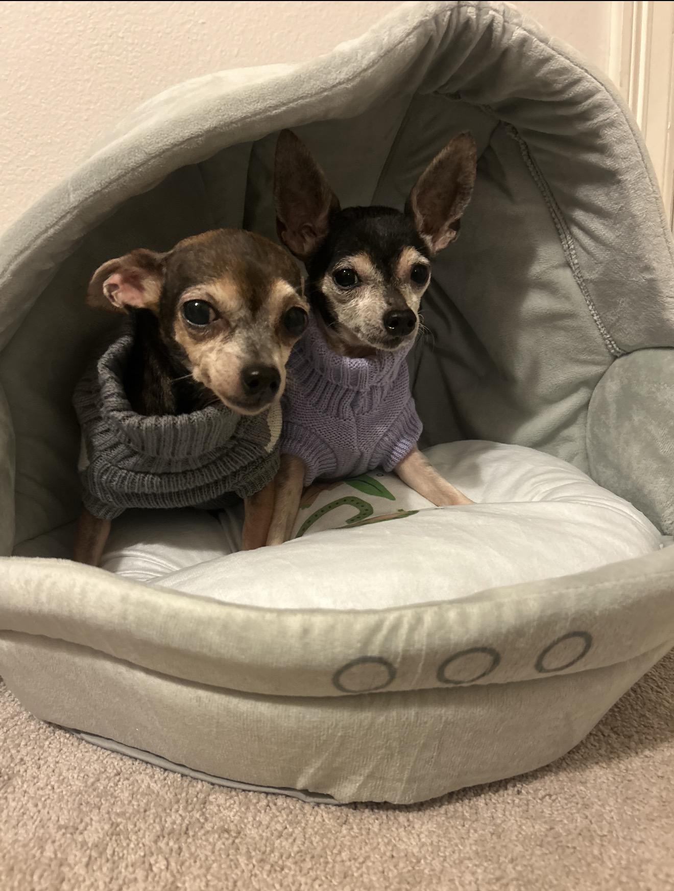Enlarge Maple and Milo , a Adoptable Chihuahua in Baton Rouge, LA image 1/3