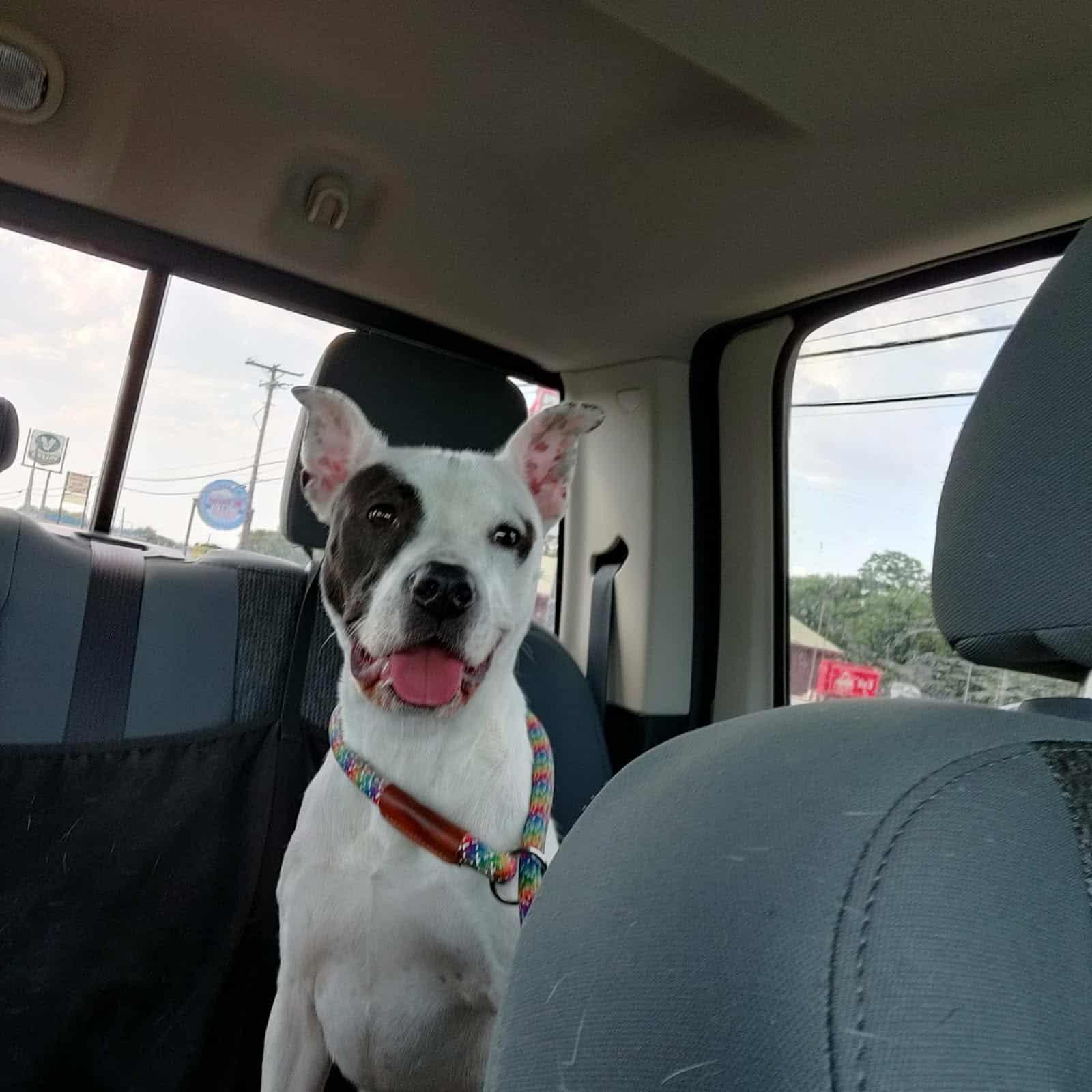 Enlarge Brutus, a Adoptable mixed breed in Minneapolis, MN image 3/6