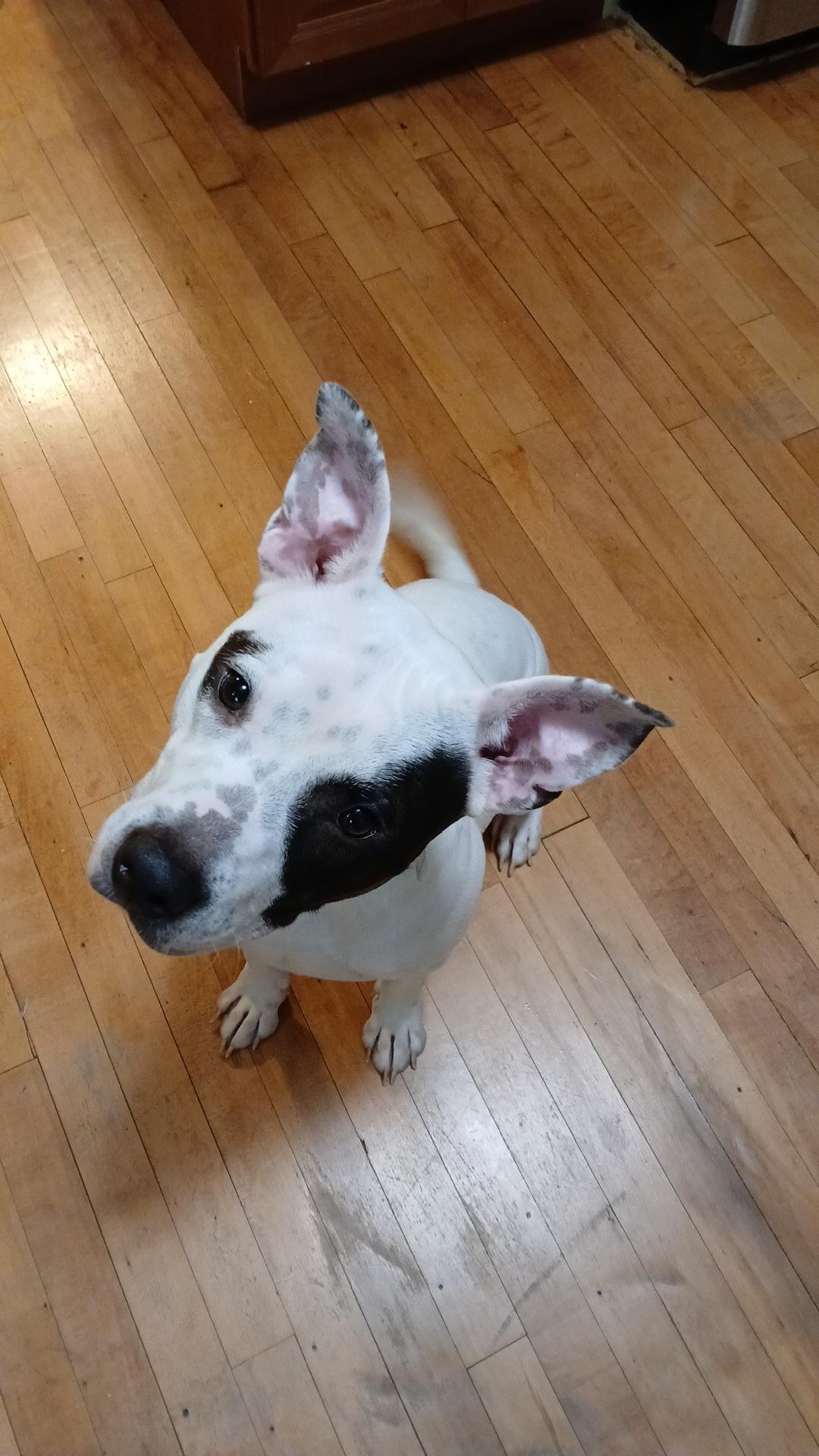 Enlarge Brutus, a Adoptable mixed breed in Minneapolis, MN image 4/6