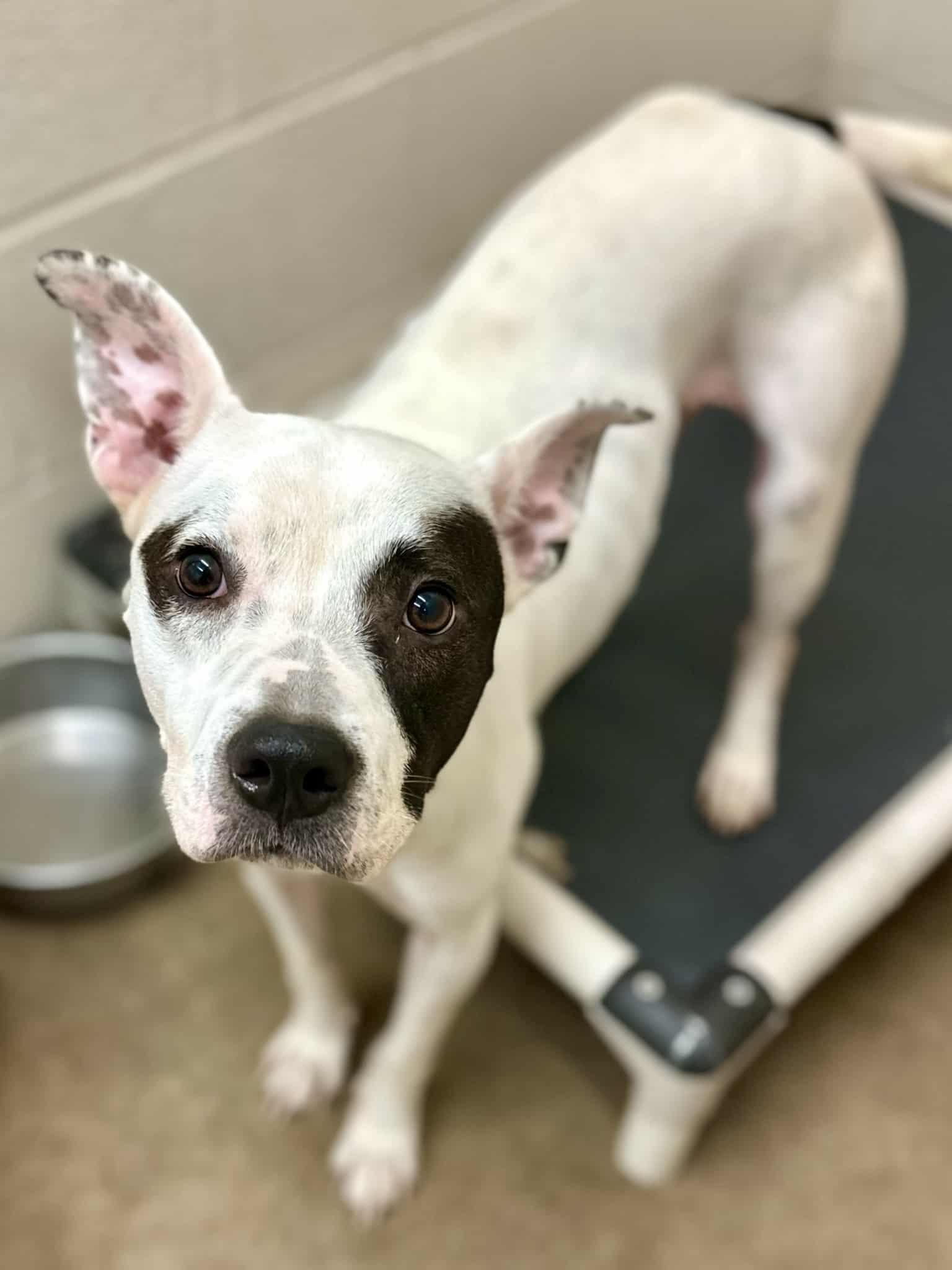 Enlarge Brutus, a Adoptable mixed breed in Minneapolis, MN image 2/6