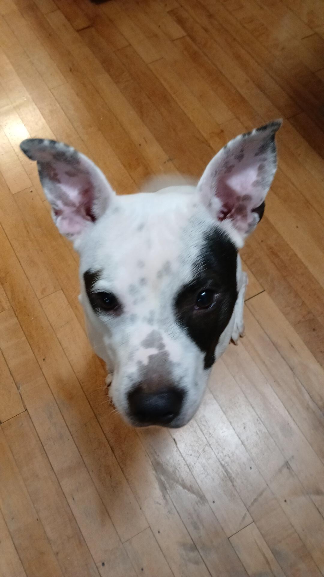 Enlarge Brutus, a Adoptable mixed breed in Minneapolis, MN image 6/6